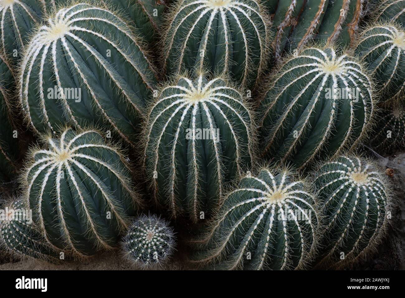 Interesting pattern fomed by the Parodia Magnifica cactus Stock Photo