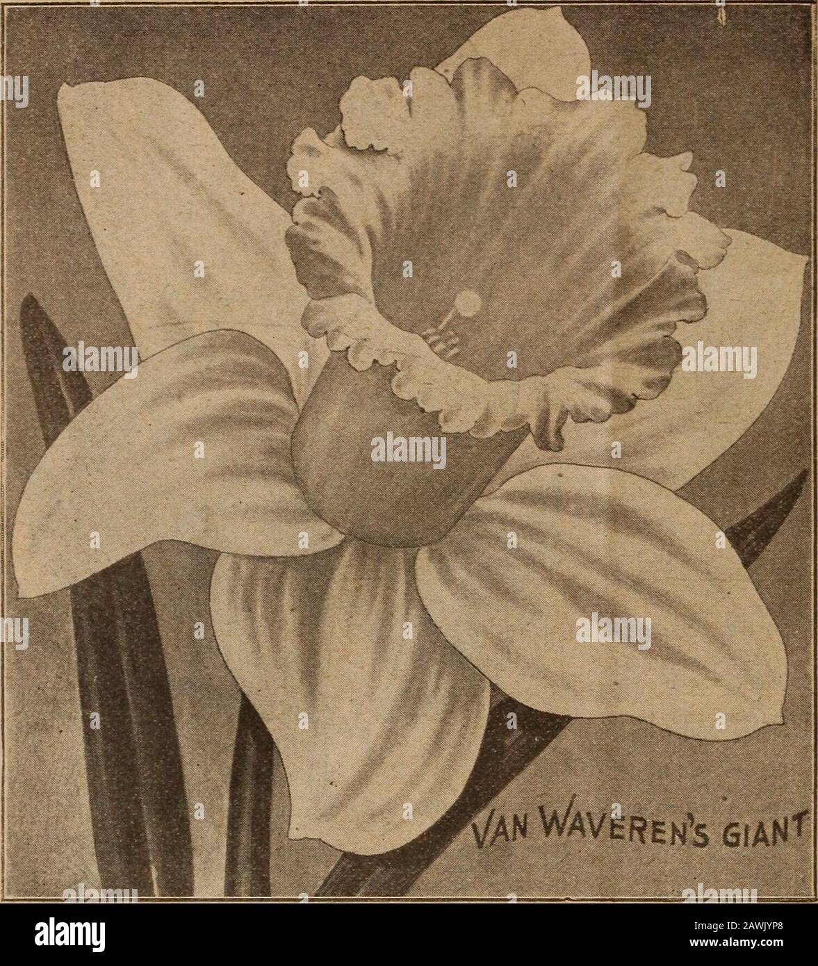 Childs' bulbs that bloom : bulbs that bloom plants that please berries that bear . Karcissus, Single Short Trumpet 14 John Lewis Childs, Inc., Floral Park, N. Y.. NEW NARCISSUS It can safely be said that thefollowing new sorts are wonder-ful. For large size and exquisitebeauty they are marvels.Van Waverens Giant—Flowers ofhuge dimensions the largest ofall Narcissus and the one thaicaused the big excitement atthe New York Flower Show.Perianth primrose with brightyellow trumpet. Fine forforcing. 50c each; 3 for $1.25.King Alfred — Large, .delicateflowers, both perianth andtrumpet being a rich go Stock Photo