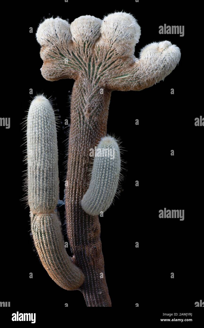 Interesting shape of the Espostoa lanata, a genus of columnar cacti from the Andes of southern Ecuador and Peru Stock Photo