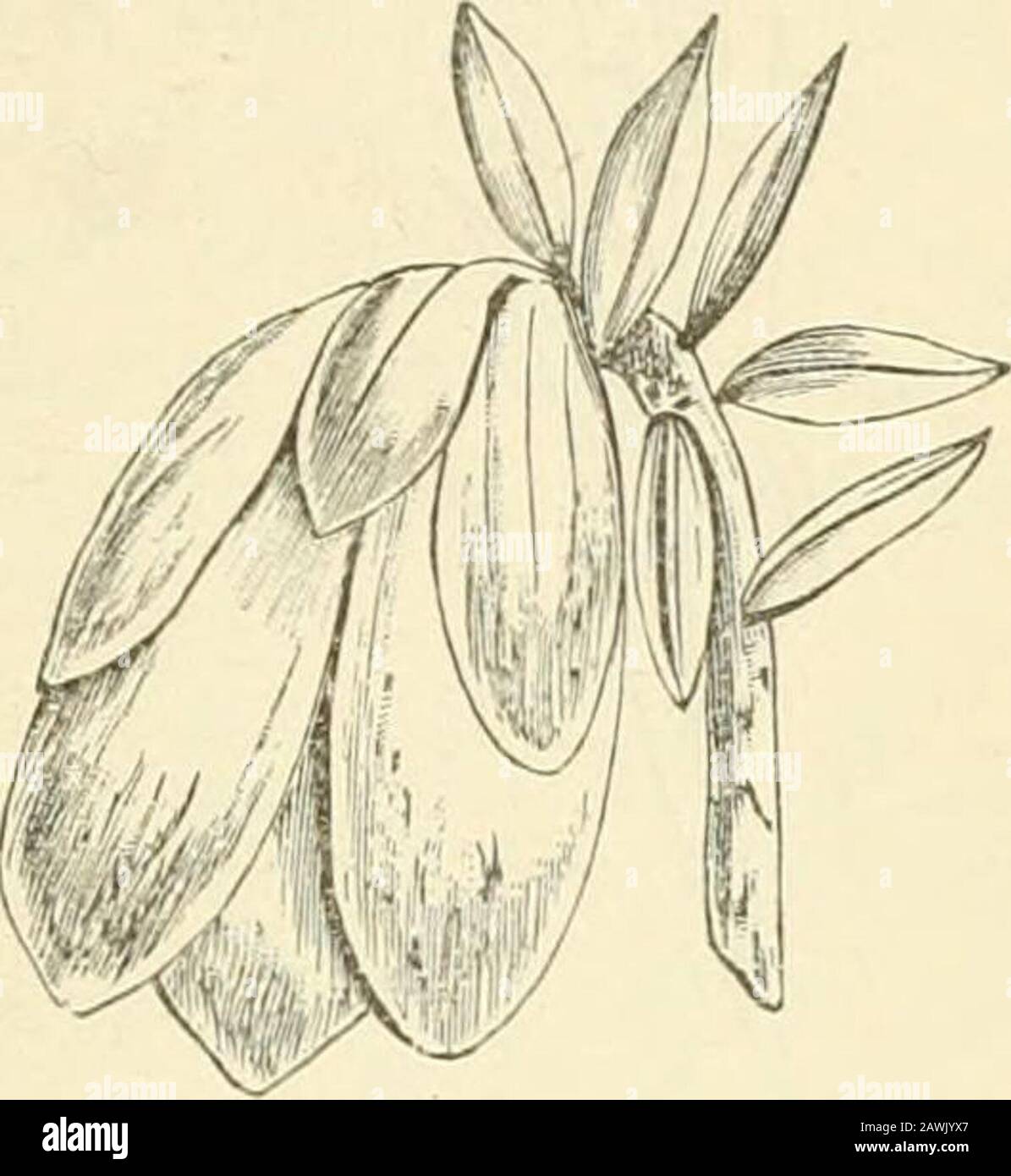 The origin of floral structures through insect and other agencies . Fig. 62,—Inflorescence of Connis florida,?n ith luur white petaloid bracts. Fig. 63.—Inflorescence of Darunnia, withcoloured petaloid bracts. or less staminoid character. This is rare, but it has beennoticed in Abies excelsa* A substitution of anthers forbracts has been seen in. Melianthus major,-f concerning whichSig, Licopoli remarks that the flowers of chiefly the terminalracemes were impeifect, the summit of the floriferous axisbearing a tuft of perfect and imperfect anthers the petalsand the two carpels of the flower havi Stock Photo