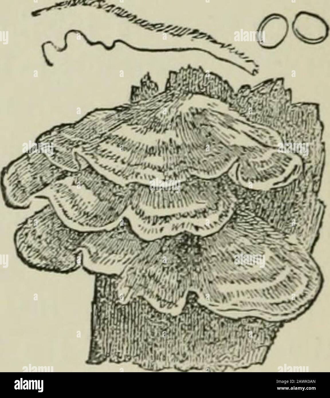 Introduction to the study of fungi : their organography, classification, and distribution for the use of collectors . pileus has a distinctouter stratum analogous to that inPolystiduSy with an intermediatestratum, and a smooth, even hymenium(Fig. 57). Closely resembling inappearance is Hymenochaete, with theexception that the hymenium isvelvety, with processes resemblingbristles. With the exception of Skep-peria, in which the pileus is vertical,most of the remaining genera arewholly resupinate. These are : Conio-pliora, in which the effused substanceis membranaceous and smooth, with coloured s Stock Photo