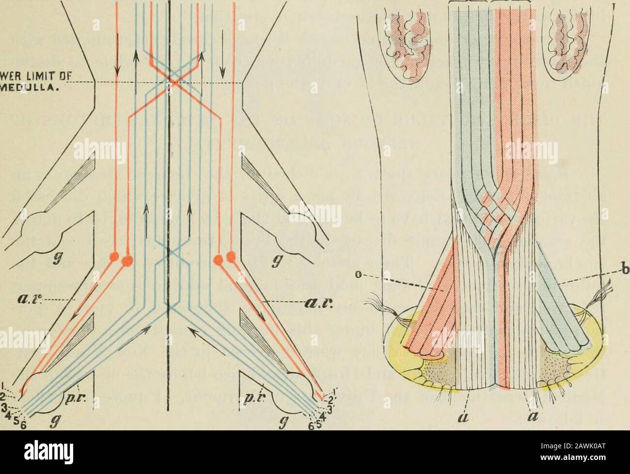 Lectures on nervous diseases from the standpoint of cerebral and spinal ...