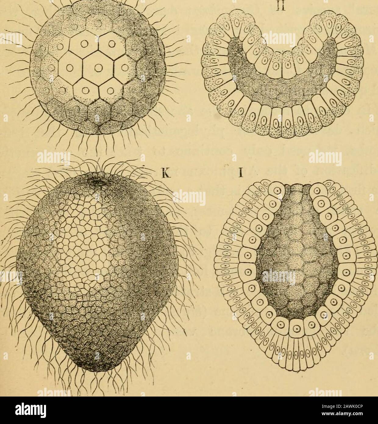 The evolution of man : a popular exposition of the principal points of human ontogeny and phylogeny . &lt;yM^. 58 THE EVOLUTION OF MAN. Fig. 171.—Germination of a coral (Monoxenia Darwinii): A, monerula ;B, parent-cell (cytula); C, two cleavage-cells ; D, four cleavage.cells ; E,mulberry-germ {morula) ; F, vesicular germ (blastula) ; G, vesicular germin section; H, infolded vesicular germ in section ; I, gastrula in longitu-dinal section; K, gastrula, or cup-germ, seen from the outside. kindred cells which originated through division remainedunited. The advantages which these first cell-societ Stock Photo