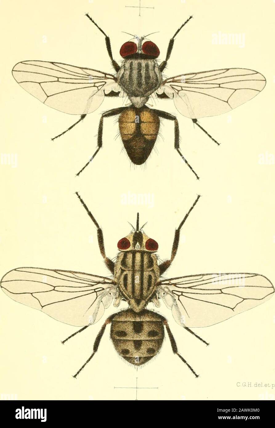 The house-fly, Musca domestica Linn: its structure, habits, development, relation to disease and control . wings, and the open first posterior or apicalcell (5 R.) of the wing (cf. fig. 7). Most of the larvae feed upondecaying vegetable or animal substances. Without close examination, the tAVO species under examinationare liable to be mistaken for the same species, but such an exami-nation will serve to separate them. The abdomens of both speciesare conical, but the basal segments of the abdomen of F. canicu-laris are partially translucent, and the abdomen of F. scalaris isblack overspread wit Stock Photo