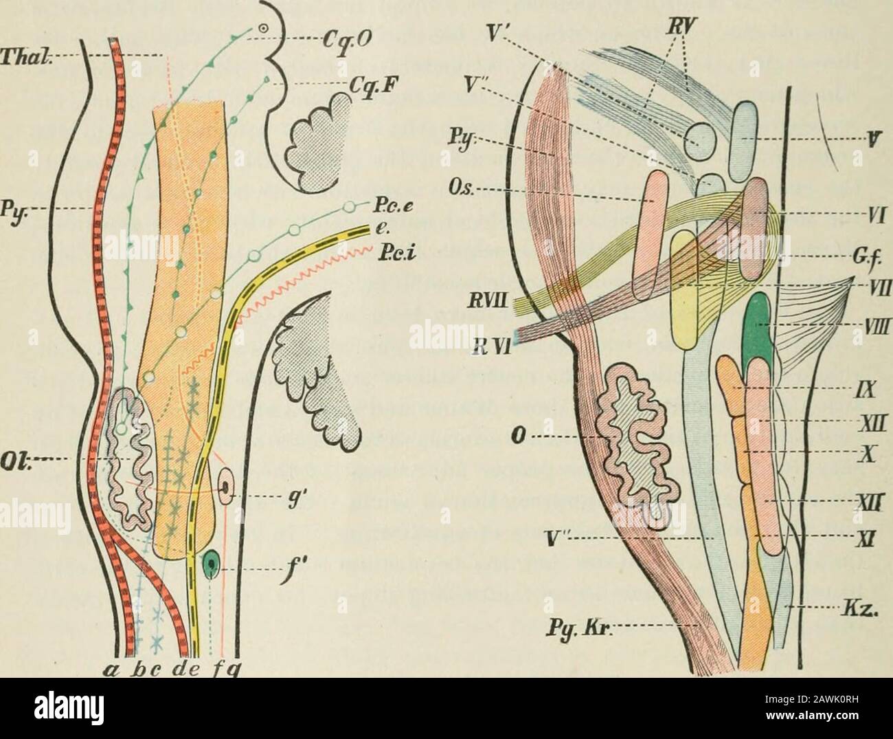 Lectures on nervous diseases from the standpoint of cerebral and spinal ...