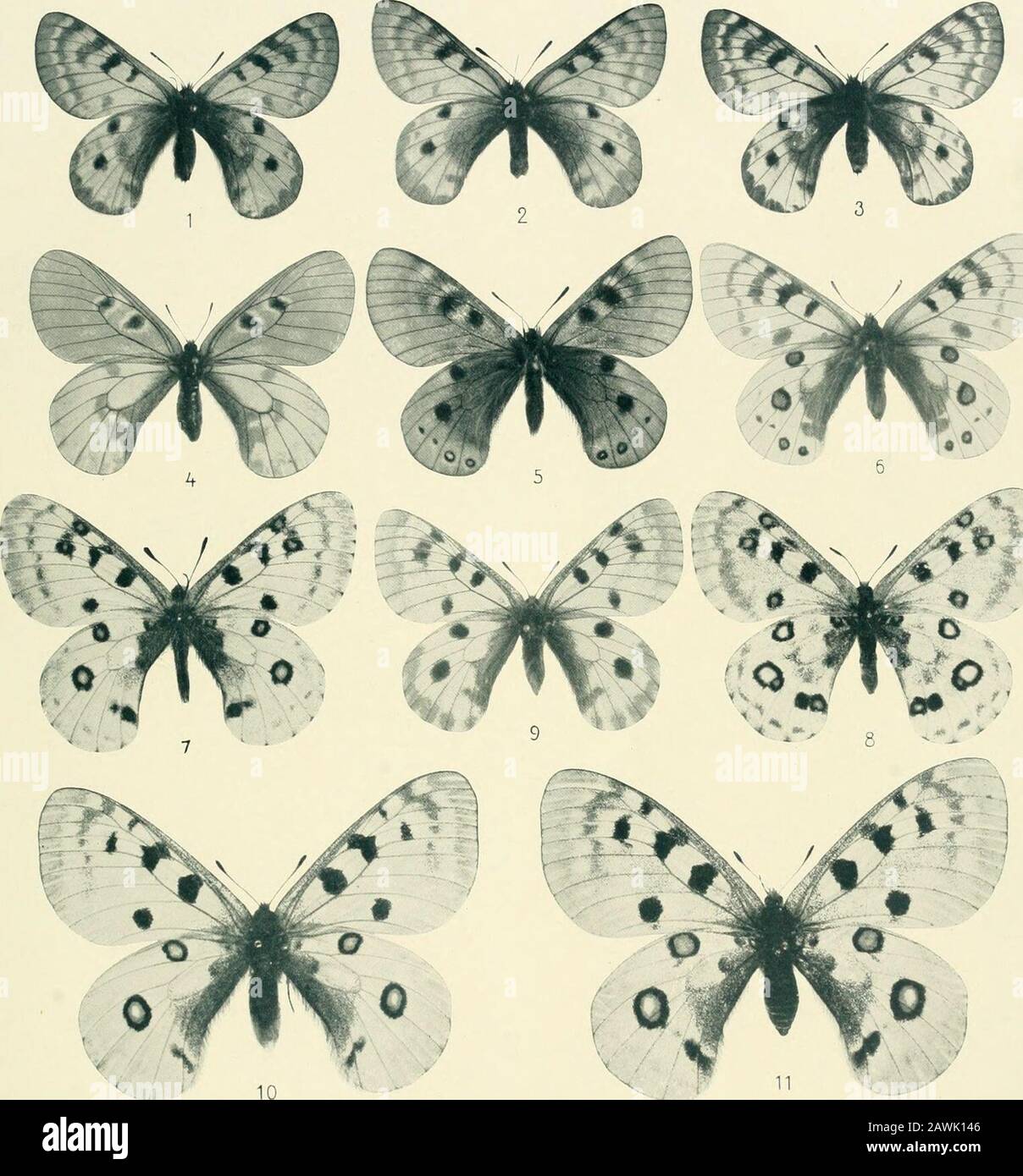 Lepidoptera Niepeltiana : Abbildungen und Beschreibungen neuer und wenig bekannter Lepidoptera . :) Papilio (Ornithoptera) supremus f. samson Niep. 9 (Type!) -- 2) Papilio (Ornithoptera) supremus f. titan Gr. Smith. S TAFEL VII. iT^. 1, 2) Pamassius patricius Niep. 9 9 (Typen!) --3) Parti, patricius ? Unterseite -- 4) Parti, mnemosyne silesiacusFrühst. S — 5) Parn. delphius ab. nox Niep. o (Type!) — 6) Parti, delphius itnmarginata Niep. d (Type!) — 7, 8) Parti.Davidis alburnus Stichel d 9 (Typen!) -- 9) Parn. actius Ev. ab. mirandus Niep. 9 (Type!) - • 10, 11) Parti, apollo friburgensis Niep. Stock Photo