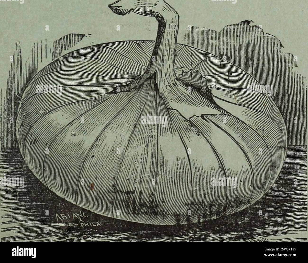 Cole's garden annual . mammoth silverKing onion. This new variety grows to a re-markable size, larger than anyother variety in cultivation. Bulbsare of attractive form, flattened,but thick through, as shown in theillustration. The average diam-eter of the onions is from 5 to 7i4inches, thus making the circum-ference from 15 to22 inches. Singlebulbs often attain weights of from2^ to 4 lbs. each. The skin is abeautiful silvery white; the fleshis snow white, and of a particularlymild and pleasant flavor. It ma-tures early and is uniformly largeand perfect form. Per pkt., 7 cts.; oz,, 25 cts.; % l Stock Photo