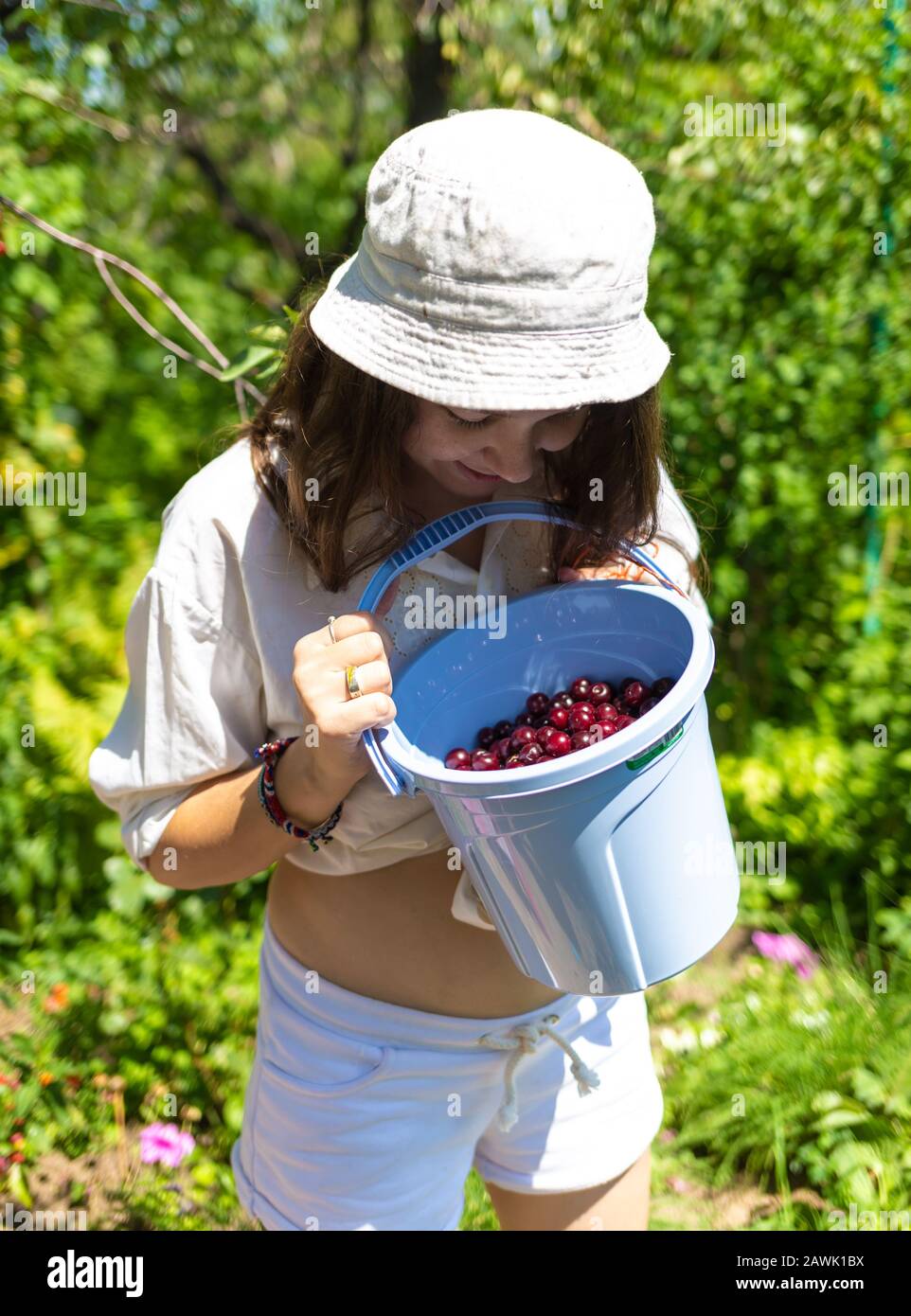Black currant berries on plant bush shrub in Russia or Ukraine garden dacha farm with woman hand picking holding fruit with bucket basket Stock Photo