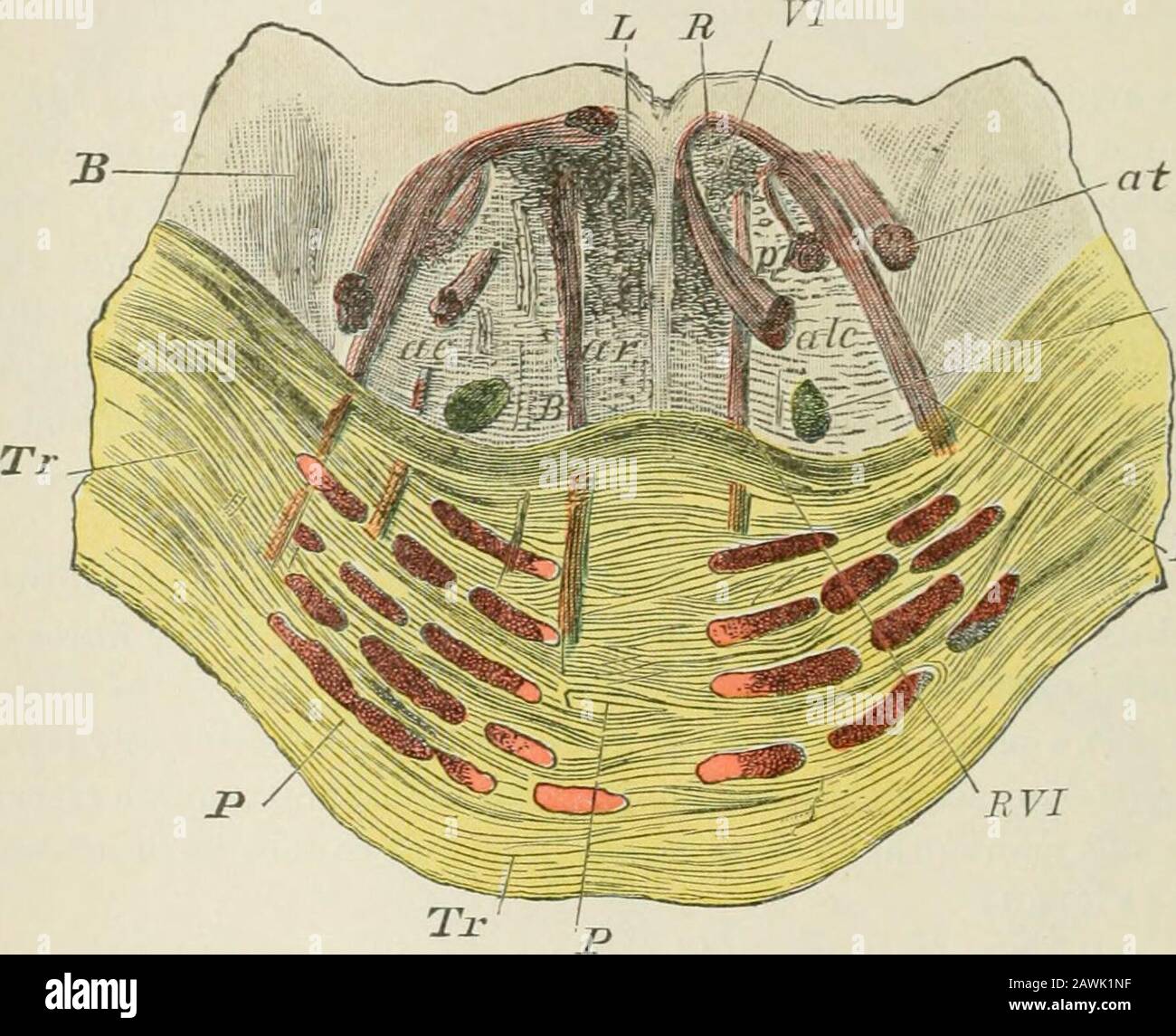 Lectures on nervous diseases from the standpoint of cerebral and spinal ...
