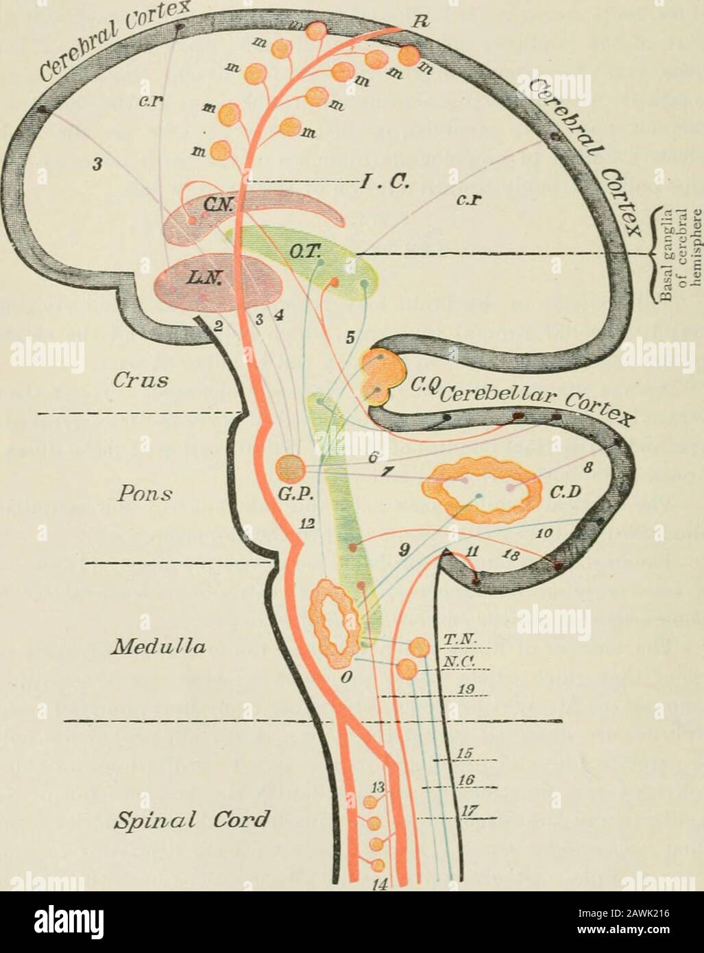 Lectures on nervous diseases from the standpoint of cerebral and spinal ...