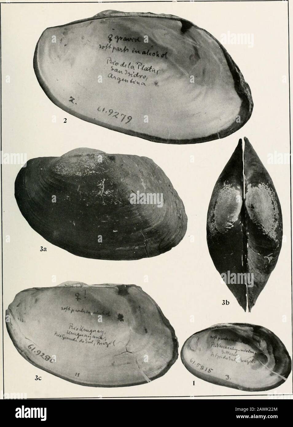 South American Naiades : a contribution to the knowledge of the freshwater mussels of South America . ring), and Anodontites forbesiana (Lea). All figures natural size. Fig. 1. Anodontites iheringi (Clessin), from Rio Vaccahy-mirim, Santa Maria,Rio Grande do Sul, Brazil. Carn. Mus. Cat. No. 61.5815 (See also Plate XLII, fig. 8,and Plate XLIII, fig. 1). Adult female (No. 3), inner view of right valve (Same specimenas that figured on Plate XLIII, fig. 1). Fig. 2. Anodontites riograndensis (Von Ihering), from Rio de la Plata, San Isidro,Argentina, Carn. Mus. Cat. No. 61.9279 (See also Plate XLIII Stock Photo