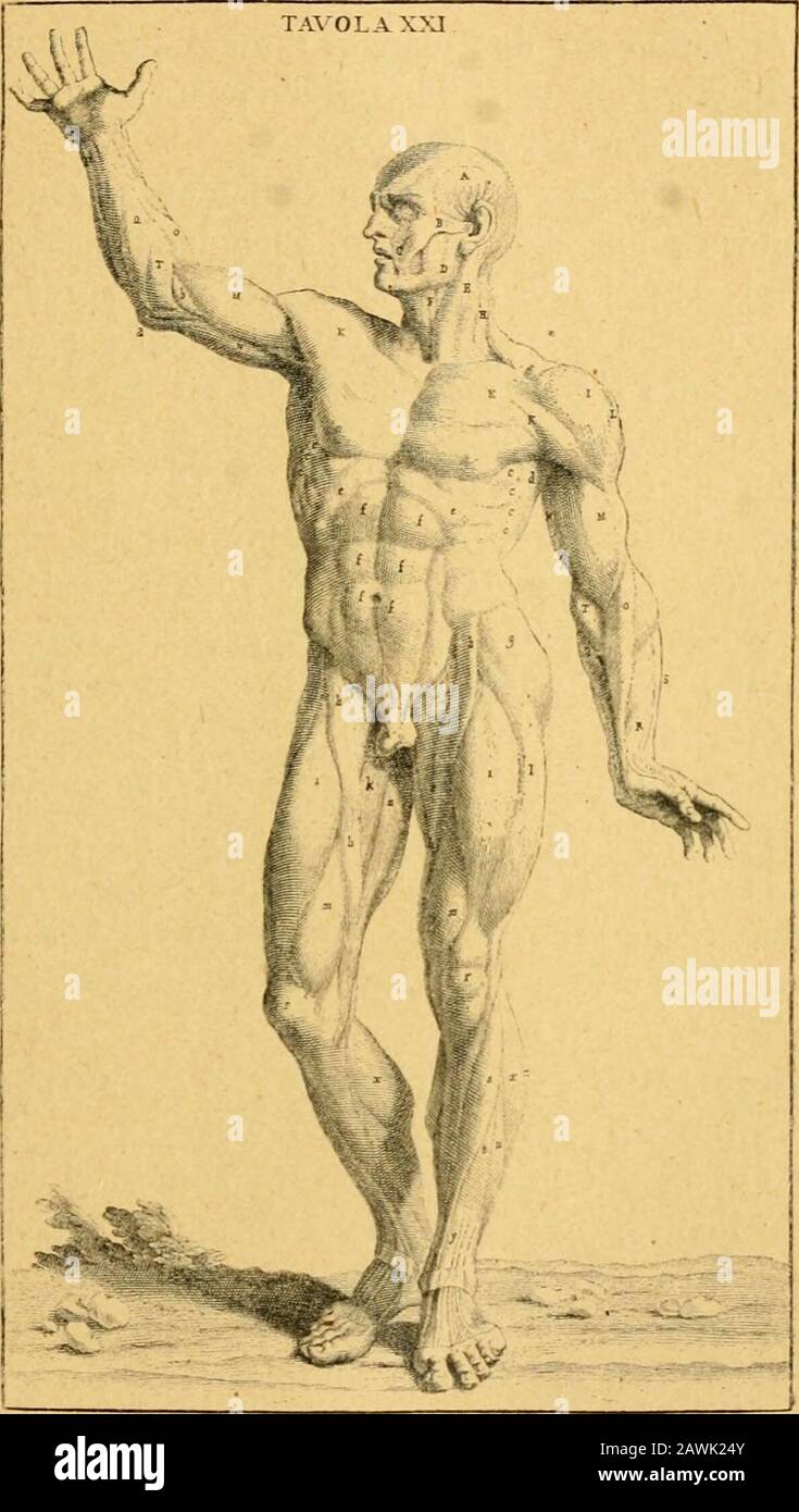 Histoire de l'anatomie plastique : les maitres, les livres et les écorchés . e et de sculpture en 1648, fit exécuterpar lanatomiste Bernardino Genga (i655 — 1734), untraité d^anatomie plastique, comprenant neuf planchesdostéologie, quatorze de myologie, et seize planchesreproduisant des statues antiques, telles que le Laocoon.le Gladiateur^ le Faune et VHercule Fanièse. Ce traitéporte le litre suivant : Anatomia per uso et intelligenadel disegno ricercata non solo su gVossi. e miiscoli delcorpo hiimano ; ma dimosirata ancoja su le statueantiche piii insigni di Rama delineata in piii tavolec Stock Photo