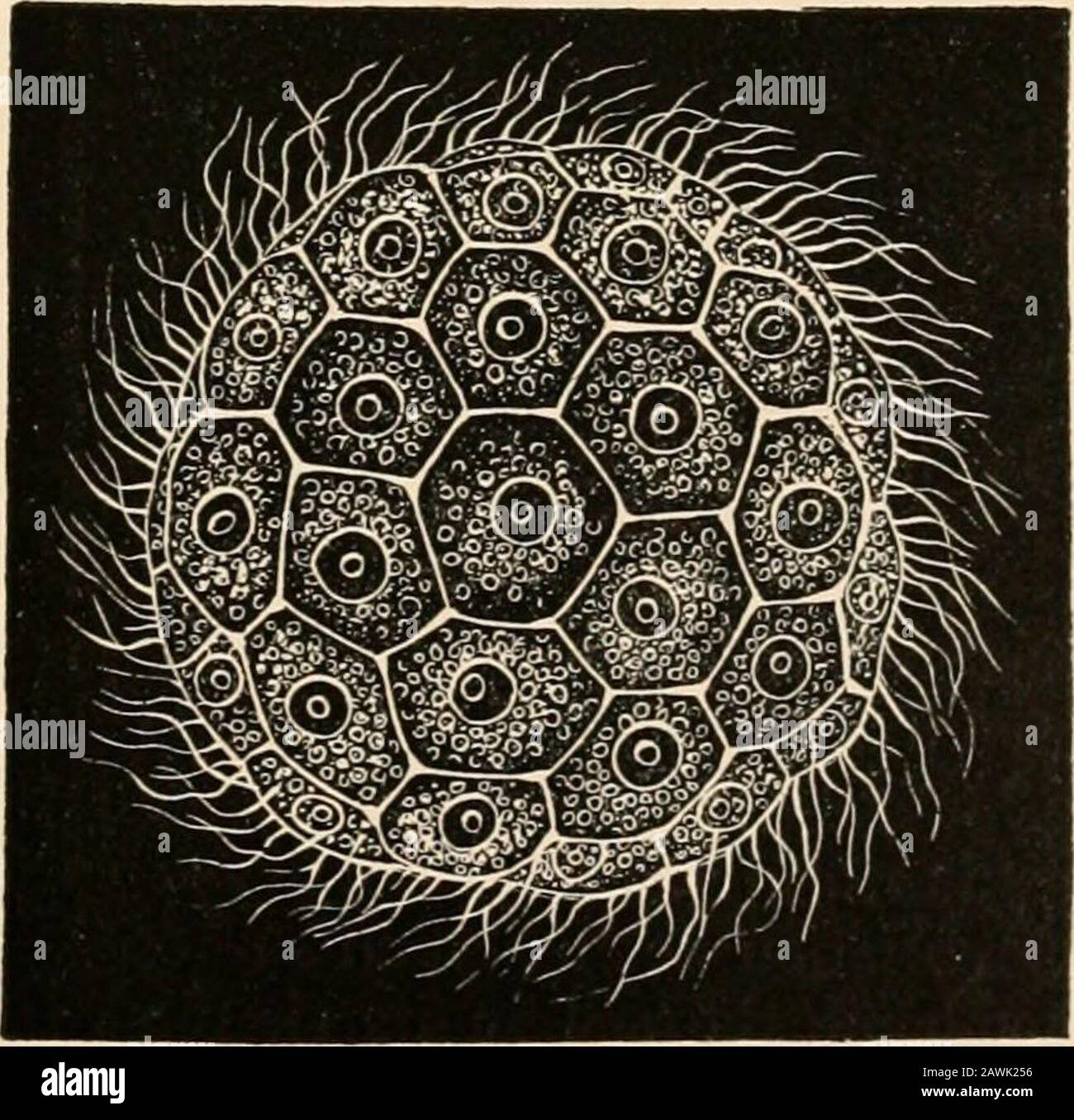 Text-book of comparative anatomy . (from Clauss Zoology); a, with protrudedsuctorial tentacles and capturing processes, with two contractile vacuoles; b, with buds intowhich processes of the branched nucleus N enter ; c, one of the buds broken loose. CLASS VI. Suctoria (Acineta). Ciliated only in swarm-spore stage. With suctorial tentacles, by means of whichthey penetrate the bodies of Infusoria (principally) and suck in their protoplasm.Reproduction by gemmation. Acineta, Podophrya (Fig. 17), Dendrocomctcs. CLASS VII. Catallacta. Single genus and species : Mago-sphccra ylunula (Fig. 18), foun Stock Photo