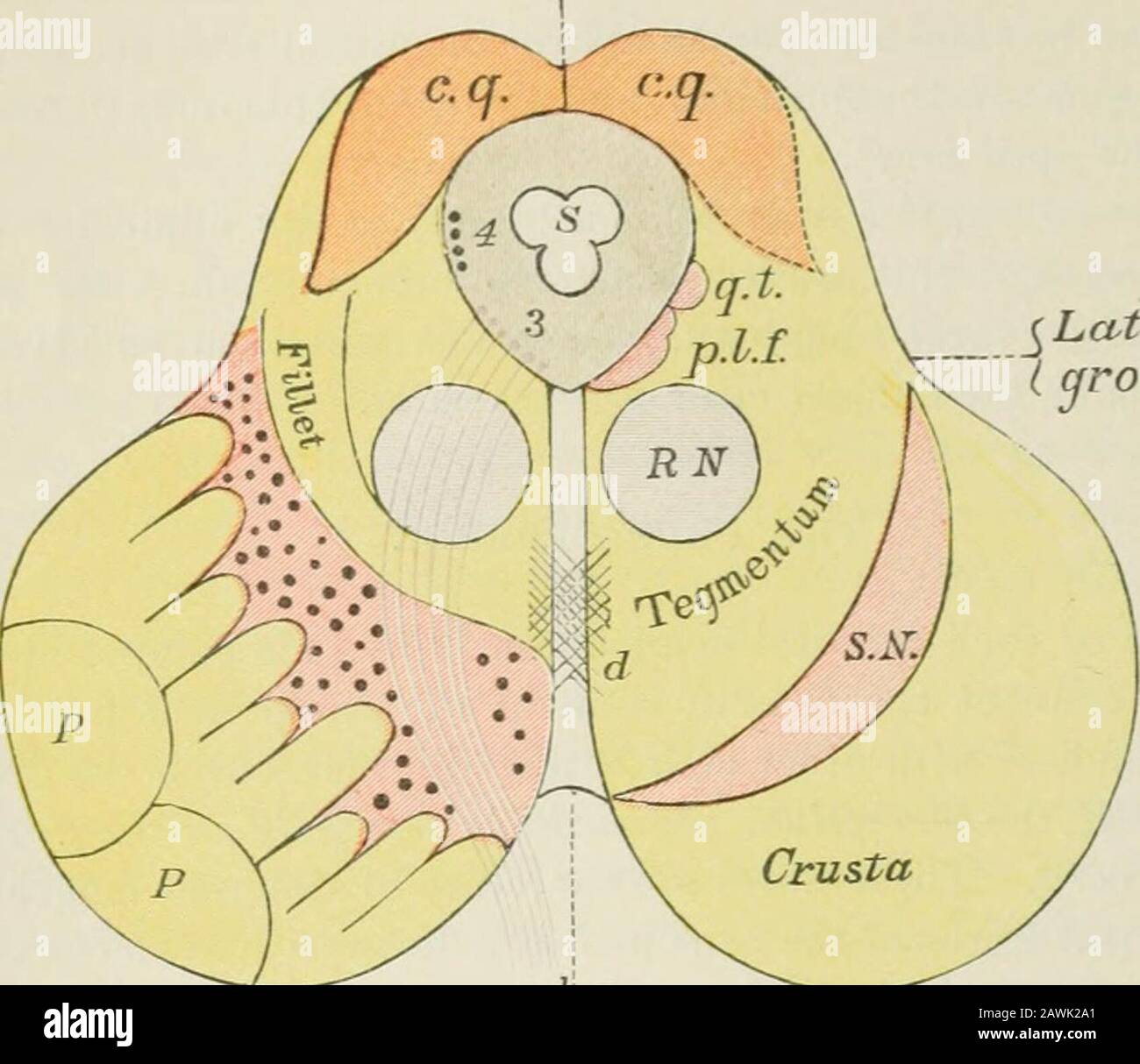 Lectures on nervous diseases from the standpoint of cerebral and spinal ...