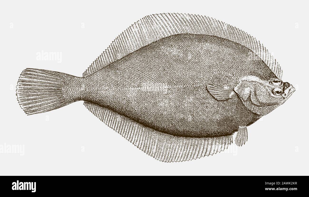 Yellowtail flounder limanda ferruginea in top view Stock Vector Image