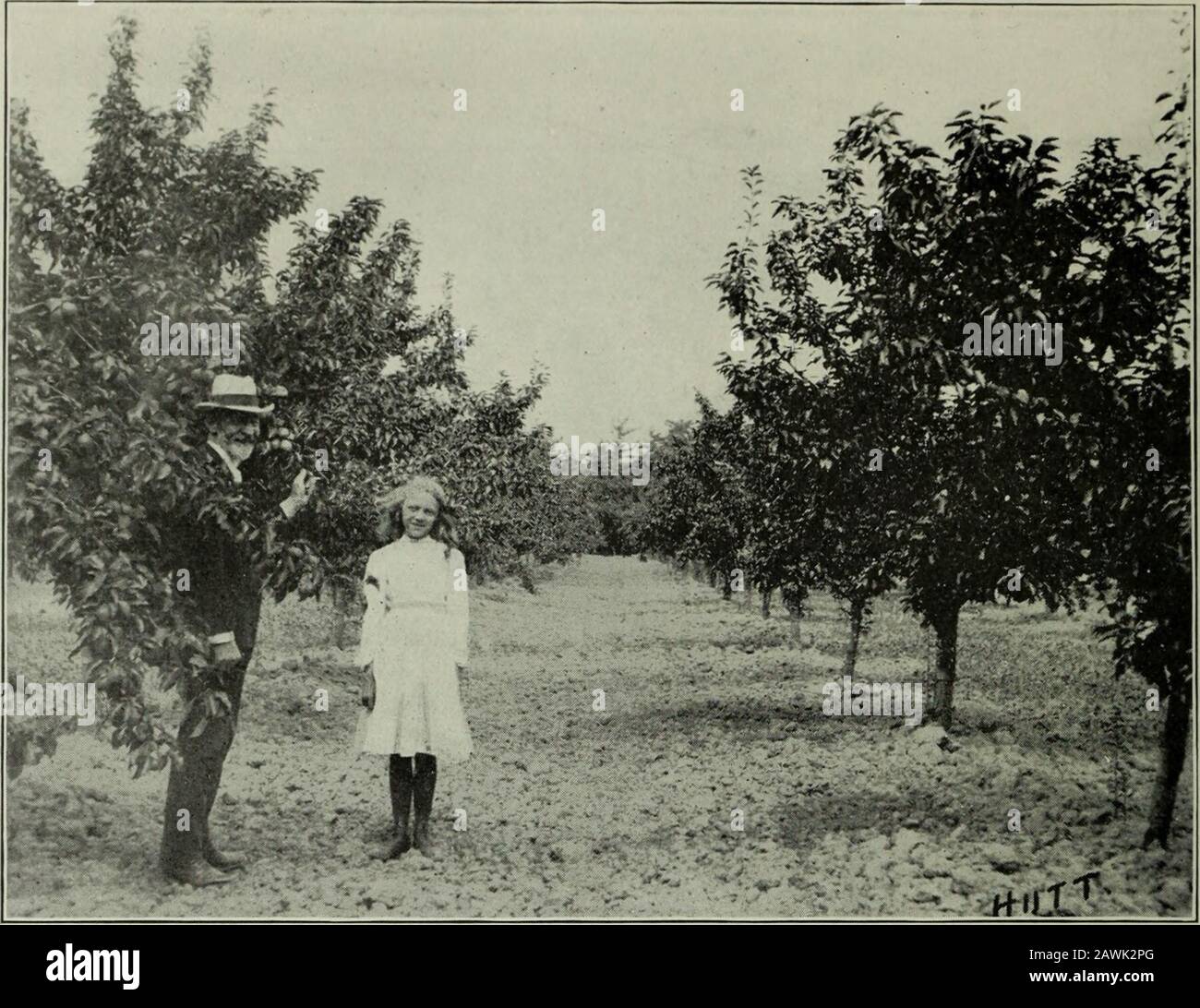 Annual report of the Fruit Growers' Association of Ontario, 1904 . Fruit House ol W. H. Dempsey, Trenton, Ont. Capacity about 3,000 barrels of apples.(Illustrating Prof. Hutts Report, page 87). 61. A well kept Keiffer pear orchard, the property of M. Pettit, Winona, Out mM Huiiif ul G. C. Cdstoii, Craighurst, Ont. [6: Stock Photo