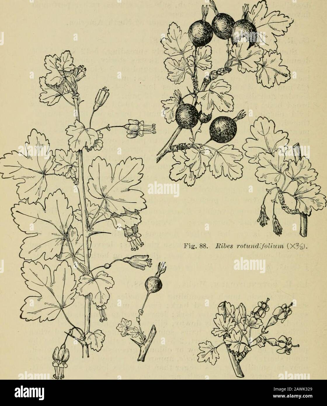 Bush-fruits; a horticultural monograph of raspberries, blackberries, dewberries, currants, gooseberries, and other shrub-like fruits . ding, large, but rather flexuous, bristle-like hairs on themargins near the base, otherwise glabrous; leaves with a broadbut well-marked sinus at the base, glabrous on both sides. This,I think, is a form of B. divaricatum. 16. R. ROTUNDiFOLiUM, Michx. (Fig. 88.) Low shrub, much resembling E. gracile; branches commonlystraight, with light colored bark; thorns mostly single, but veryshort, gray, like the outer bark; leaves wedge-shaped, deeply 3-5lobed, smooth or Stock Photo