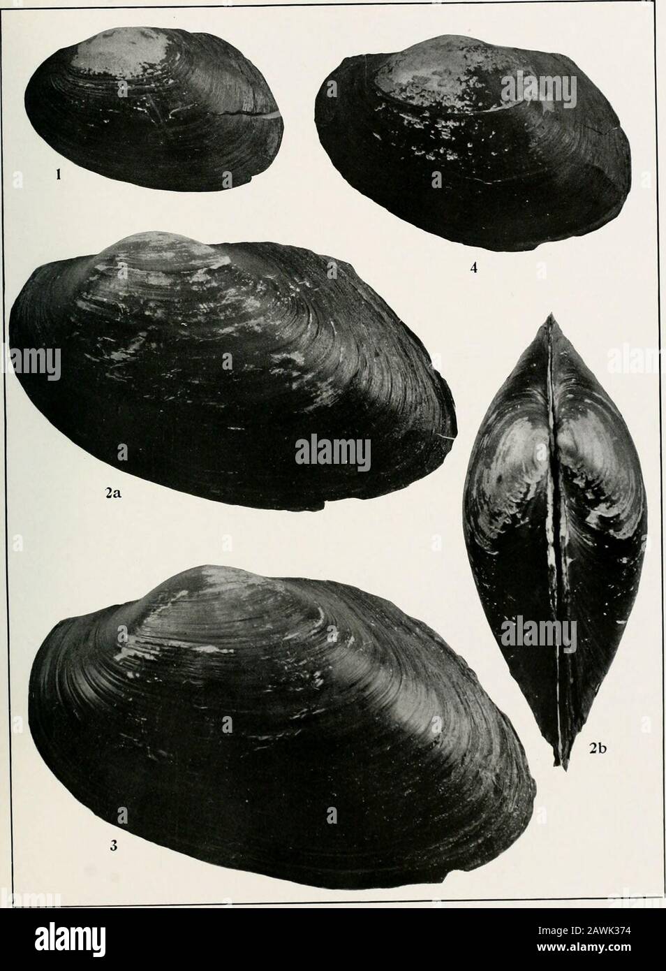 South American Naiades : a contribution to the knowledge of the freshwater mussels of South America . F THE CARNEGIE MUSEUM. EXPLANATION OF PLATE XLIIL Shells of Anodontites iheringi (Clessin), Anodontites riograndensis (VonIhering), and Anodontites forbesiana (Lea). All figures natural size. Fig. L Anodontites iheringi (Clessin), from Vaccahy-mirim, Santa Maria, RioGrande do Sul, Brazil. Carn. Mus. Cat. No. 6L5815 (See also Plate XLH, fig. 8, andPlate XLIV, fig. 1). Adult female (No. 3), lateral view (See also Plate XLIV, fig. 1). Figs. 2 and 3. Anodontites riograndensis (Von Ihering), from R Stock Photo