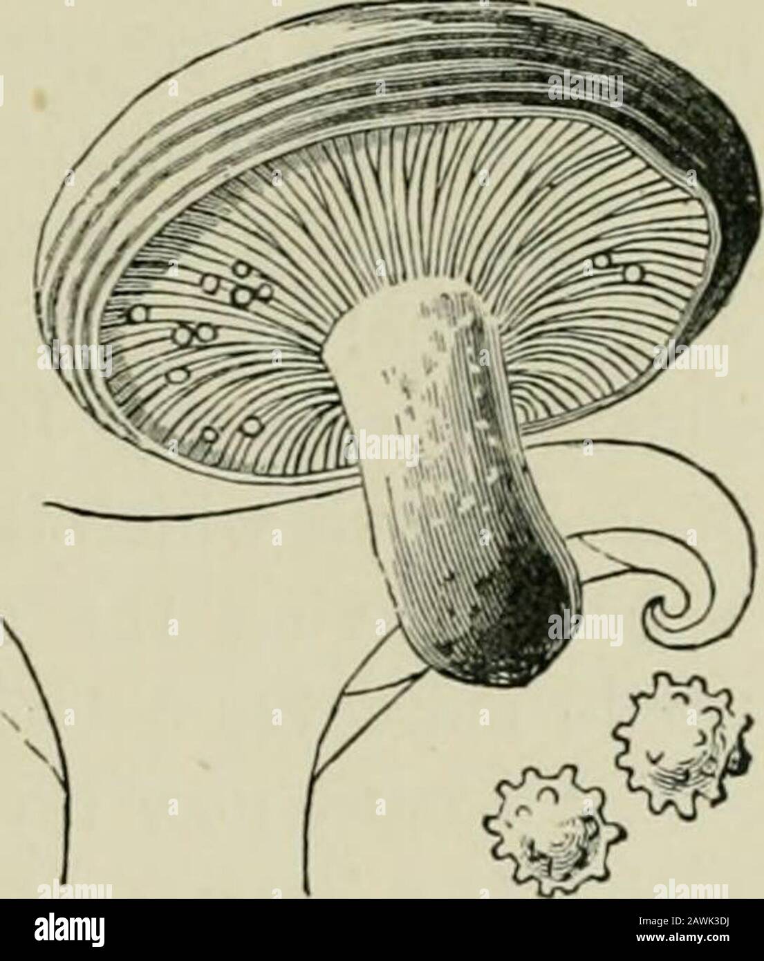 Introduction to the study of fungi : their organography, classification, and distribution for the use of collectors . sicular character, soft and fragile,but which have also another remarkable feature of affinitywith each other in the spores being normally globose. These two genera are Bussula and Lactarius, the latter loith and the former withouta milky juice (Fig. 50). In habit andappearance they most resemble Tricho-loma, but a little experience will soondistinguish the difference. They arealmost absolutely terrestrial and soli-tary, with a short robust stem, andmany of the Bussulae have a Stock Photo
