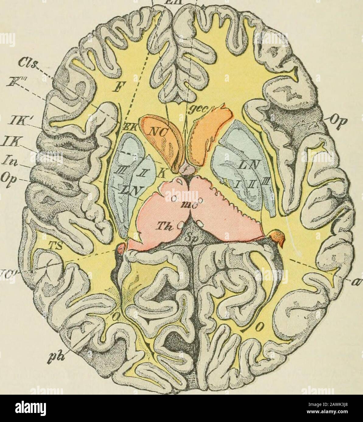 Lectures on nervous diseases from the standpoint of cerebral and spinal ...