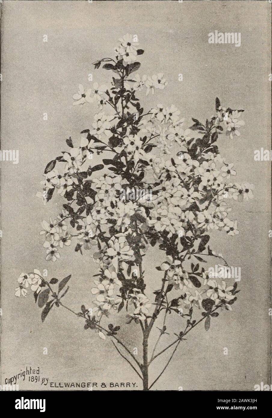 General catalogue of fruit and ornamental trees, shrubs, roses, etc . DA. Exochobda, Ger. grandiflora. C. From North China. A fine shrub, produc-ing large white flowers in May. DiflBcult to propagateand always scarce. One of the finest shrubs of its sea-son. (See cut.) 11.00. FOKSYTHIA. Golden Bell. Forsythie, Fr. These are pretty shrubs, of medium size. All natives of Chinaand Japan. The flowers are drooping, yellow, and appear veryearly in spring before the leaves. The best very early flowermgshrubs. F. Fortuneii. FORTUNES FORSYTHIA. D. Growth upright,foliage deep green, flowers bright yello Stock Photo