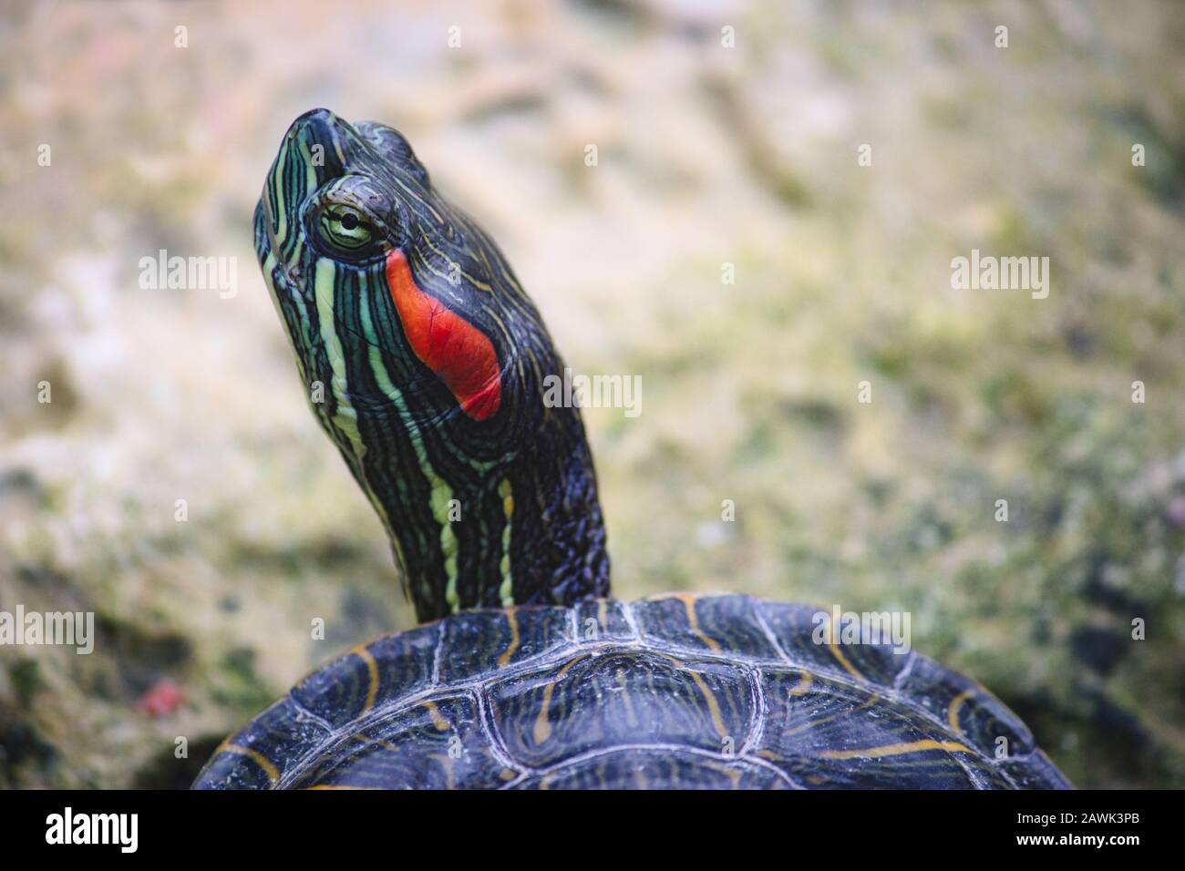 Neck Stretching Turtle High Resolution Stock Photography and Images - Alamy