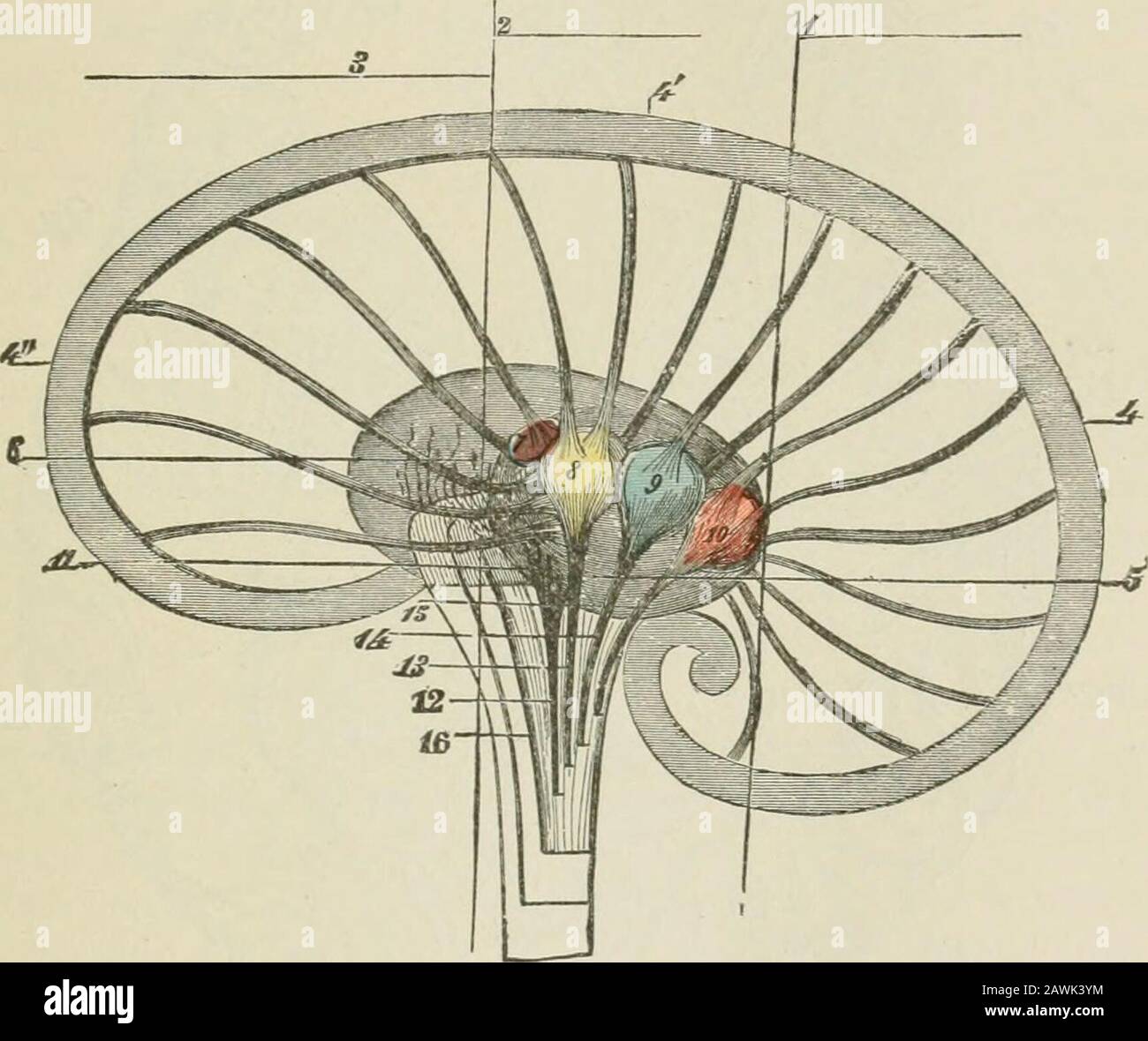 Lectures on nervous diseases from the standpoint of cerebral and spinal ...