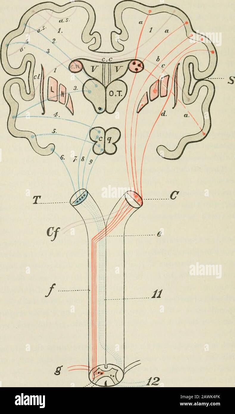 Lectures on nervous diseases from the standpoint of cerebral and spinal ...