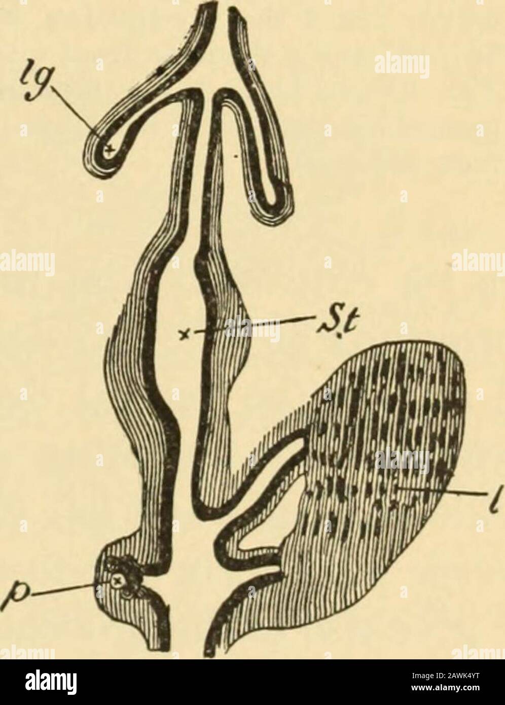 A system of obstetrics . Fig. 127.—(From Allen Thomson.) Sketch of Human Embryo of the Tenth Week, showing the coilof intestine in the umbilical cord. The amnion and chorion have been opened and the embryopulled aside from them, v, umbilical vesicle, connected with the intestine, i, by a narrowcord. The smaller figure shows the proximal portion of the umbilical cord more magni-fied: i, intestine; vi, vitello-lntestinal duet. Fig. 128.—(From Balfour, after GStte.) Diagram of Part of the Digestive Tract of a Chick Embryoof the Fourth Day. The black line indicates hypoblast: the shaded portion, m Stock Photo