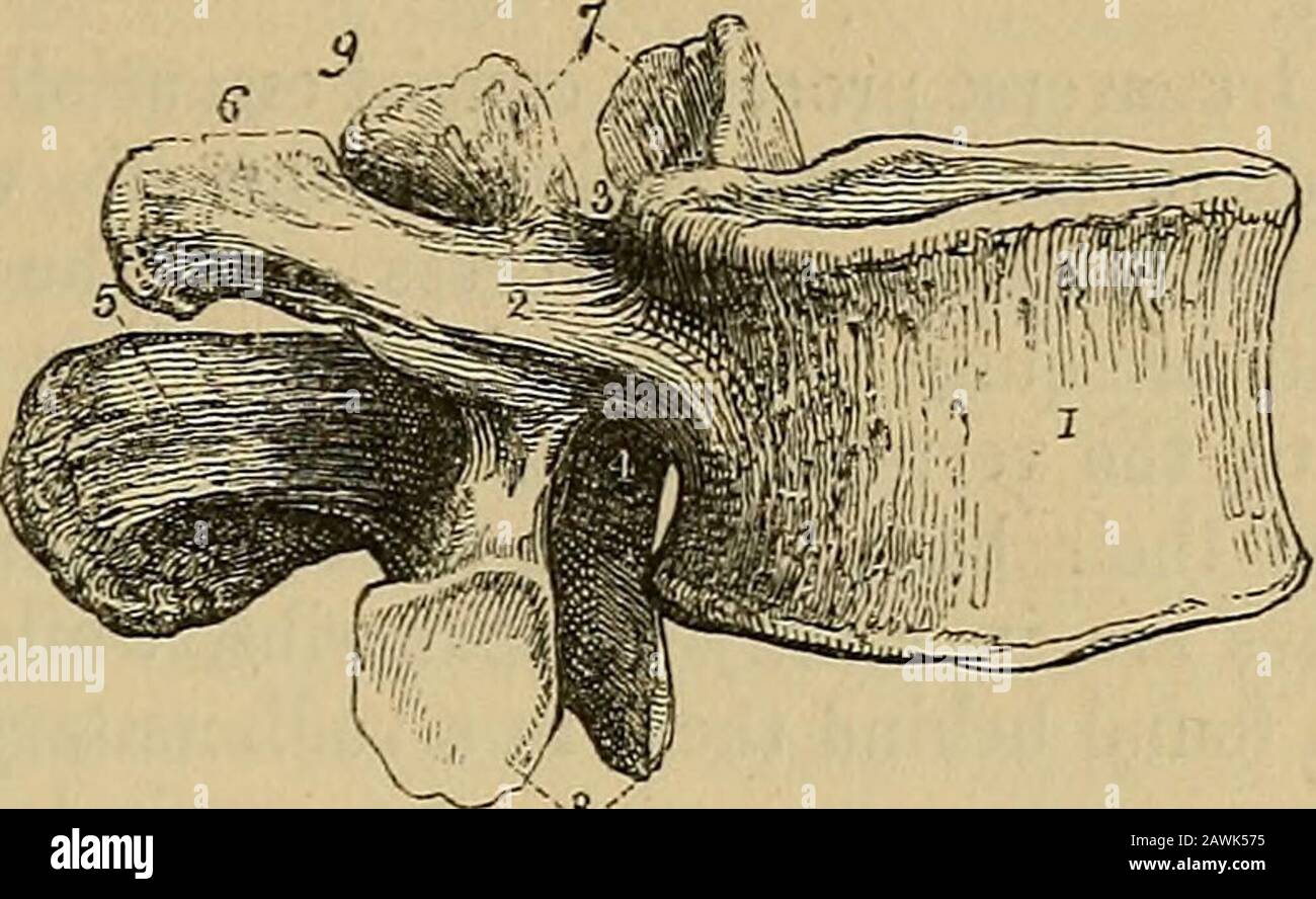 Fig. -t. Atlas of Diplodocus longus; side view; one halt' natural size, n,  articular lace for axis ; e, cup; r, face for rib ; z, posterior  zygapopliyses. After Marsh. Fig.