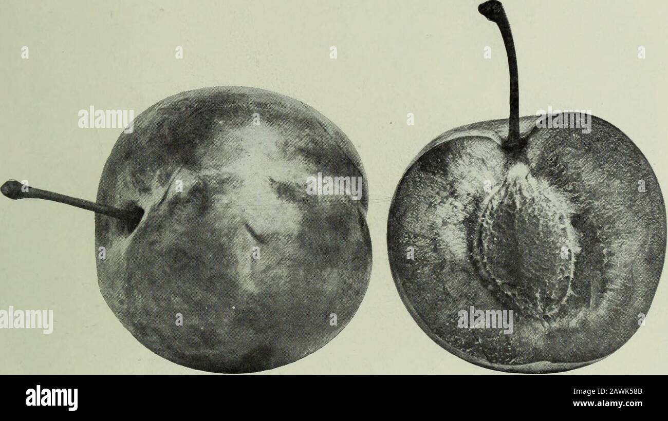 Annual report of the Fruit Growers' Association of Ontario, 1904 . Lombard, Fruit: Medium size ; form roundish, oval, slightly flattened at ^the ends; colorpurplish red, paler in shade; bloom heavy; suture traceable ; stalk slender, about | inch,set in a broad, funnel-shaped cavity; subject to rot when overloaded. Flesh : Deep yellow ; texture firm, juicy ; flavor pleasant; cling stone. Quality : Dessert, good ; cooking, very good. Value : Second rate for market. Season: Last week in August to first week in September. 1904 FRUIT EXPERIMENT STATIONS. 57 HAND.(General Hand.) A very fine, large p Stock Photo