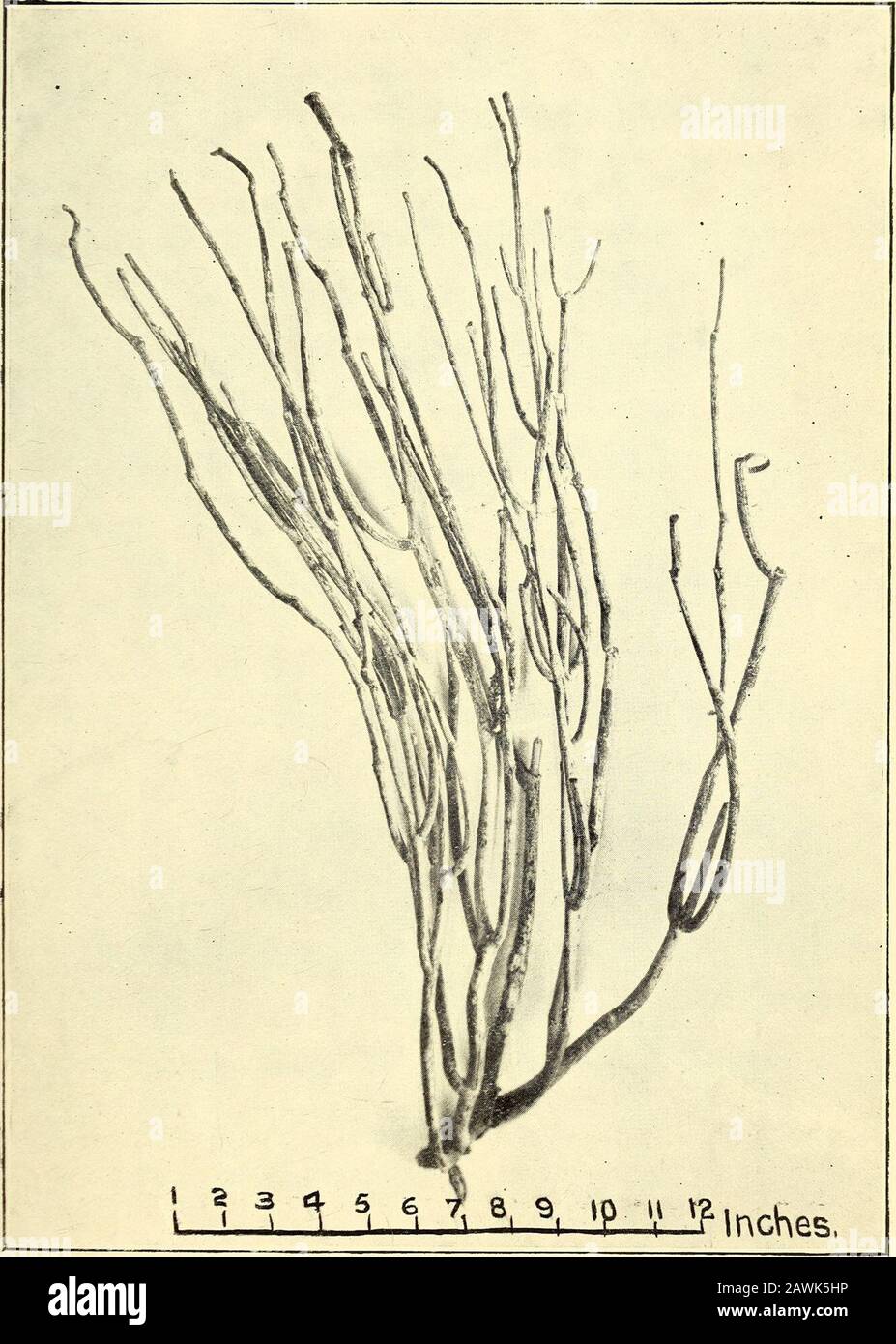 Journal and proceedings of the Royal Society of New South Wales . quantity,this product should have commercial value. The accompanying illustration of the material workedupon indicates that Sarcostemma australe grows as a leaf-less shrub, although it is described in the Flora Australiensisas a twiner. That the plant assumes both forms of growthhas already been shown, and Tate (Journ. Proc. Roy. Soc,South Australia, iv, 136) describes it as a shrub two orthree feet high, growing on the granitoid-felstone cliffsabout Tickera, S.A., and also as a twiner in other localities(same Journ., v, 9). Mr. Stock Photo