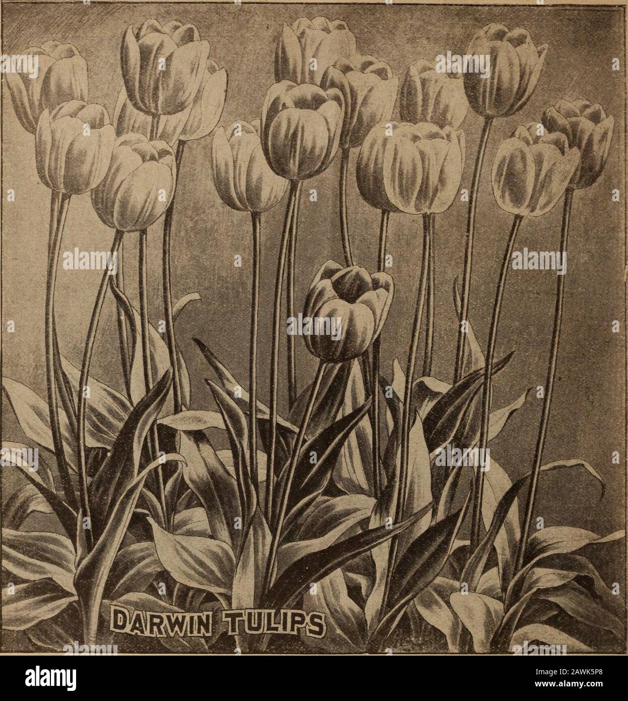 Childs' bulbs that bloom : bulbs that bloom plants that please berries that bear . Mrs. Sarah Starkey. Menomonie. Wis., says: ••Last fall I bought three dozen Tulips and every onehad a bloom on them last spring and they were a beau-tiful sight. 8 John Lewis Childs, Inc., Floral Park,, N. Y.. GLORIOUS DARWIN TULIPS— THE FINEST SORTS A new pace of Tulips of wonderful form and grandeur,bome on stems three to four feet high. The colors areexceedingly rich and varied, panging through all theshades of rose, deep red, violet, purple-blues to coal-blaCfc Darwins are the most stately of Tulips* a bed o Stock Photo