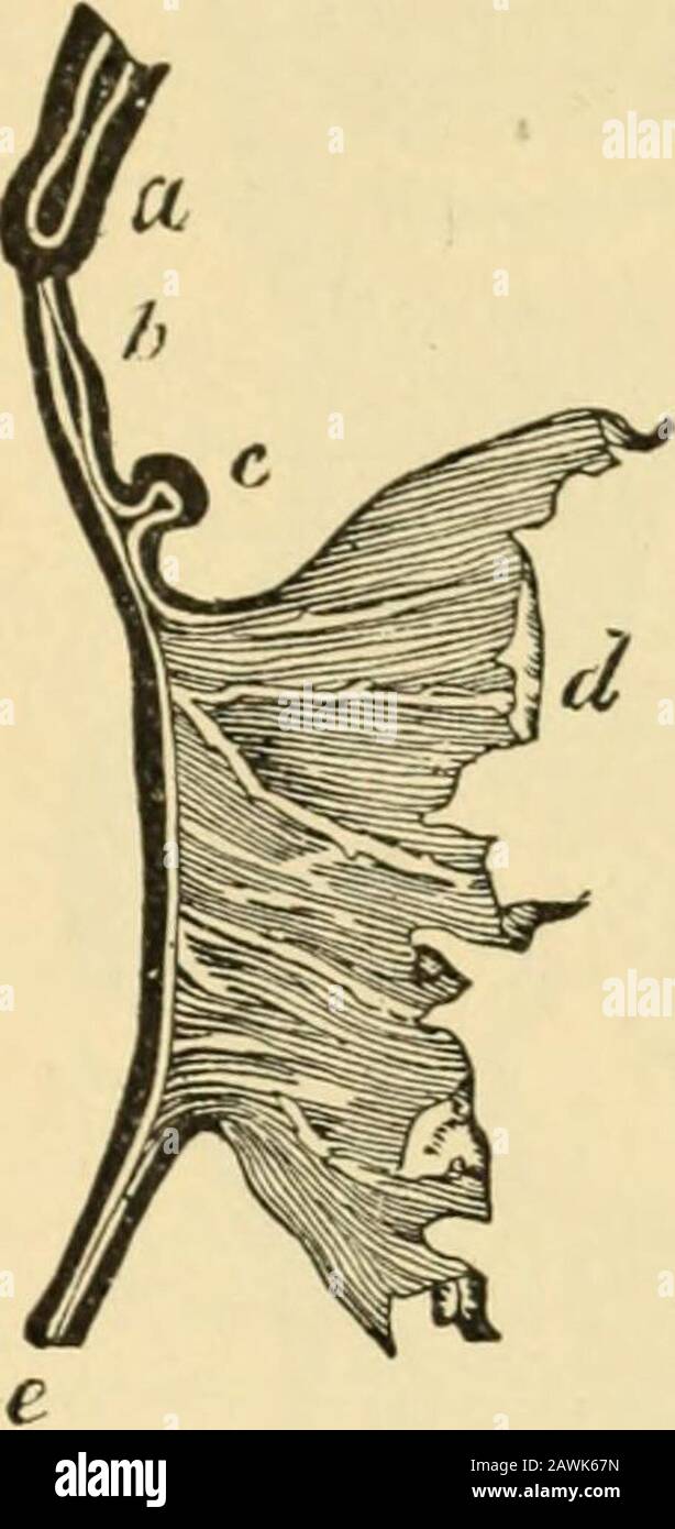 A system of obstetrics . (From Kolliker, after Bisehoff.) The Alimentary Canal at an Early Stage. A, from the ventralside ; B, in longitudinal section. In A the letters a indicate four branchial clefts; 6, the pharynx; c,c, the commencing lungs; d,the stomach ; /, commencing liver; g, part of umbilical vesicle into which the mesenteronopens: h, hind-gut. In B, a, the commencing lungs; b, the stomach ; c, the liver; d, proxi-mal part of umbilical vesicle. The fore-gut elongates as the embryo develops, and extends from thehead to the abdominal region : part of it dilates quite early in develop-m Stock Photo