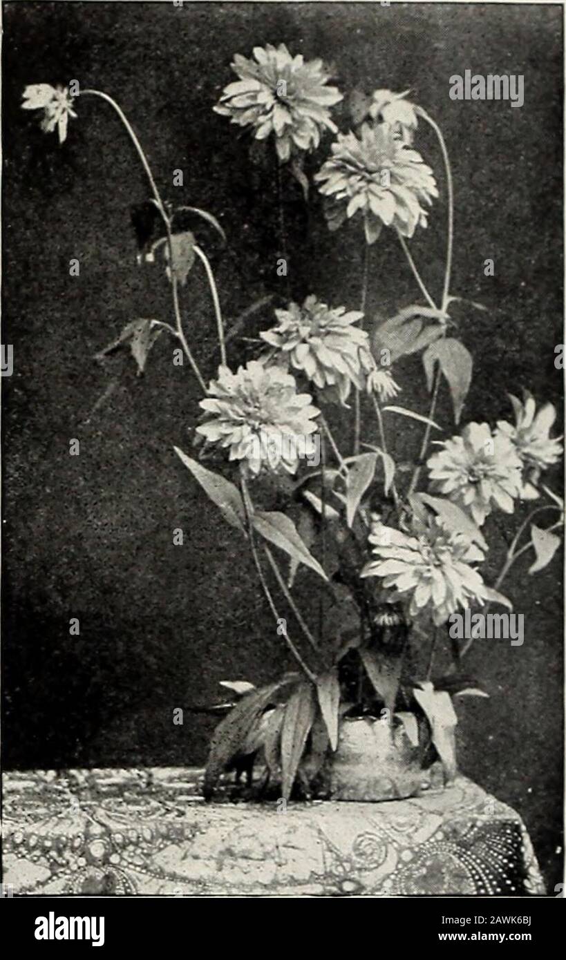 Rawson's bulb hand book / W.WRawson & Co. . rf-growing variety with rose-pink flowers in August and September. 20 cts.each, S2 per doz. SHASTA DAISY. See Oinsa?it/iemum Leiicanlhe- »IH»1 Named Varieties. See pa.ge 45.STACHYS lanata. Purple flowers in whorls abovewoolly white foliage, i foot, July and August. 15CIS, each. Si 50 per doz. Stenanthium robustum. i,{-,r!!n.rr d&lt;iuljie&lt;il uill be u^ed lj thousands vx hen known.The pure white flowers are borne on graceful com-pound panicles, often 2 to 3 feet long, and a clumpof these plants makes a show equaled by fewplants of any description Stock Photo