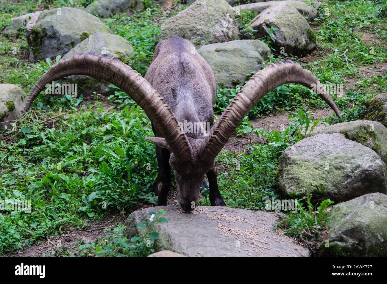 Capra in the Wildlife park black mountains Stock Photo - Alamy