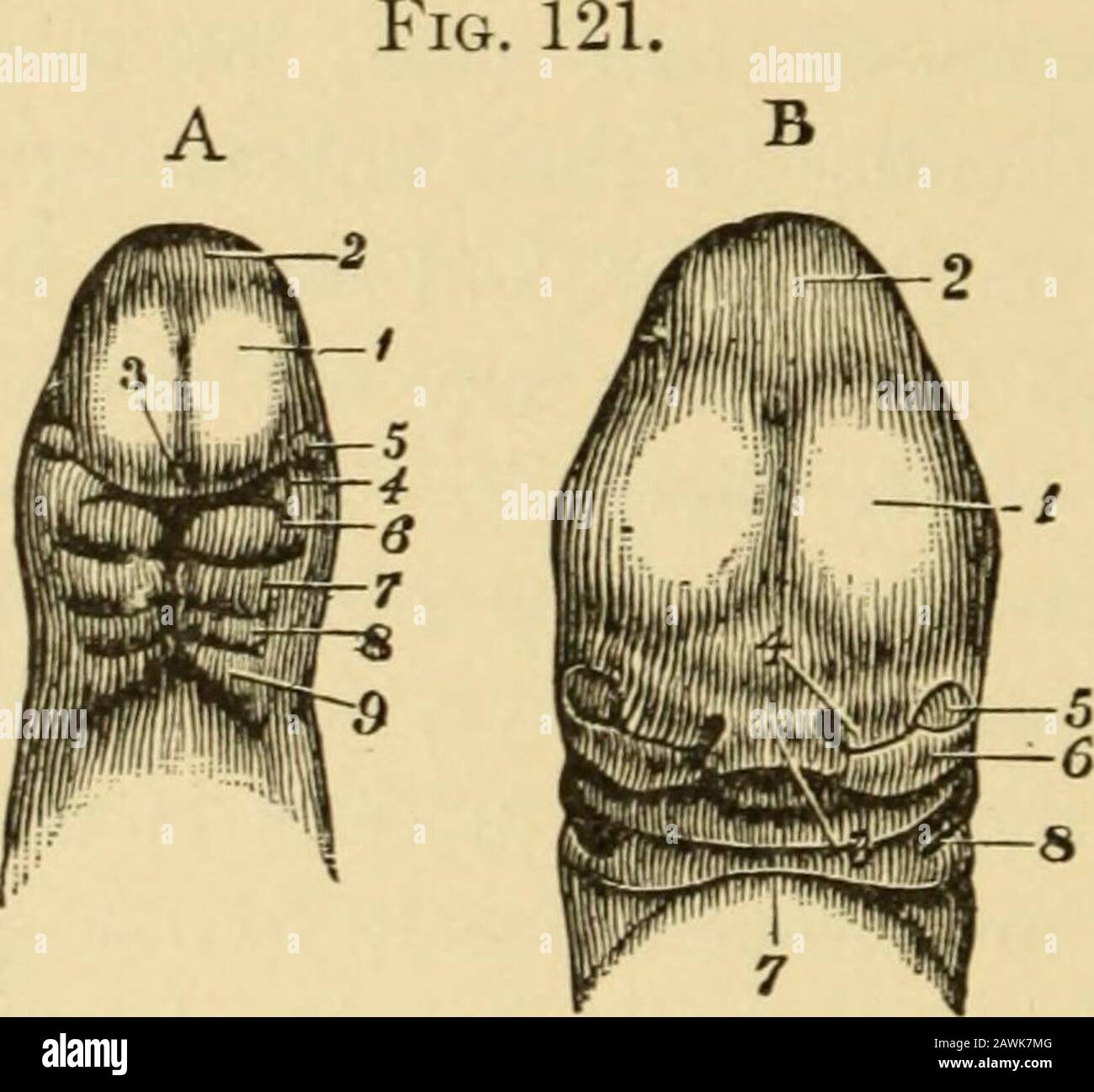 A system of obstetrics . on of the valve as to allow of the continued passageof venous blood, especially when the circulation is disturbed by over-exertion, from the right to the left auricle, as occurs in the malforma-tion [causing] the morbus coeruleus. The Visceral Arches and Clefts.—Closely connected in developmentalhistory with the aortic arches are certain structures known as the vis-ceral, or branchial, arches and clefts. These are primarily four pairs ofslits on the sides of the neck, which in fishes and many amphibia remainthroughout life as the gill-clefts extending from the exterior Stock Photo