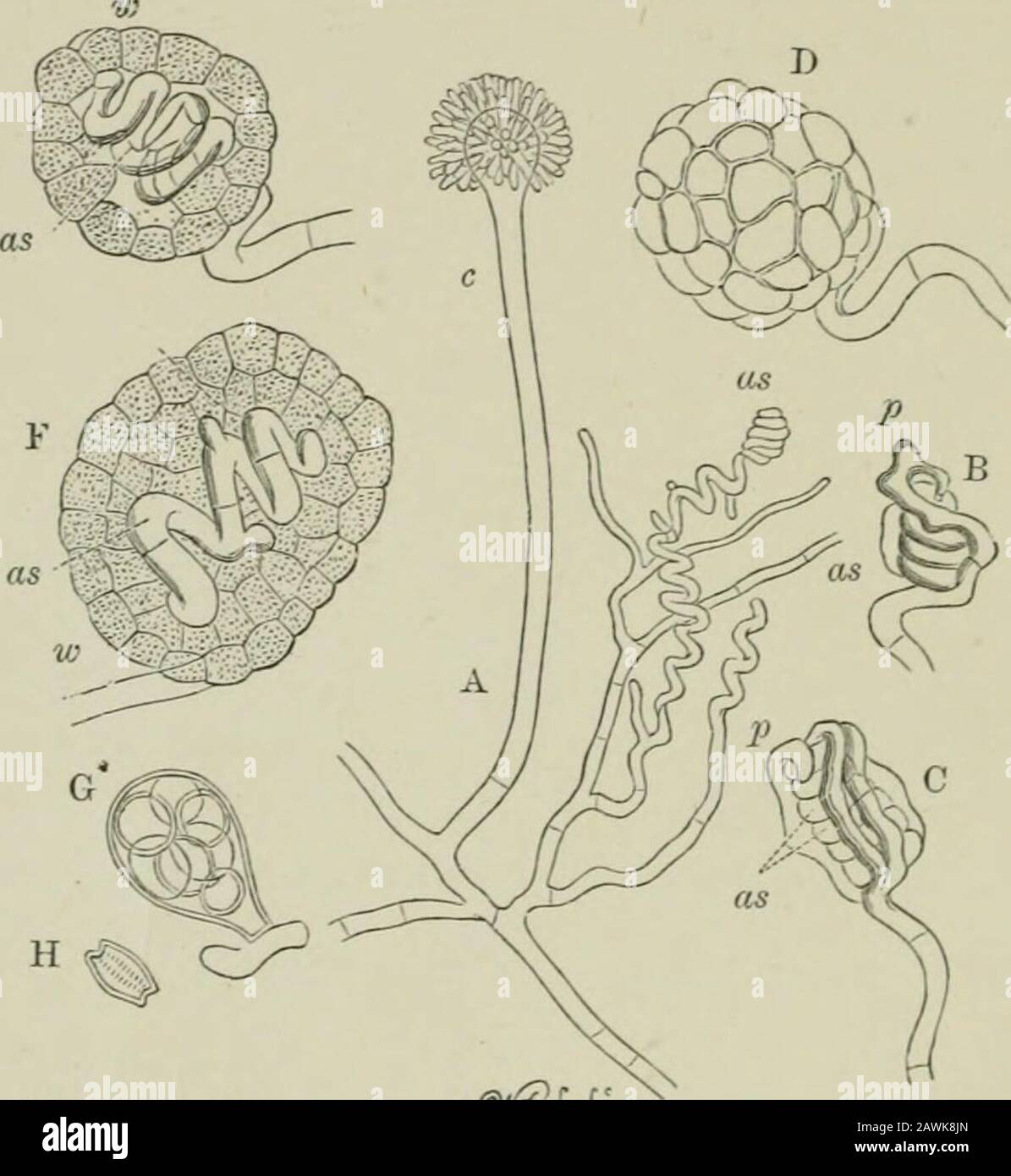Introduction to the study of fungi : their organography, classification, and distribution for the use of collectors . mycologists failed to find the asci on the gills of thespecimens determined and furnished by the original observer.M, de Seynes subsequently attributed the assumed asci tocystidia, and the supposed sporidia to external and internalgranules. Hence it may be affirmed that none of the sup-posed processes of fertilisation in Basidiomycetes have beenconfirmed, and until that is done they must be regarded asasexual. Another one-fourth of the total number of species of Fungi 56 INTROD Stock Photo