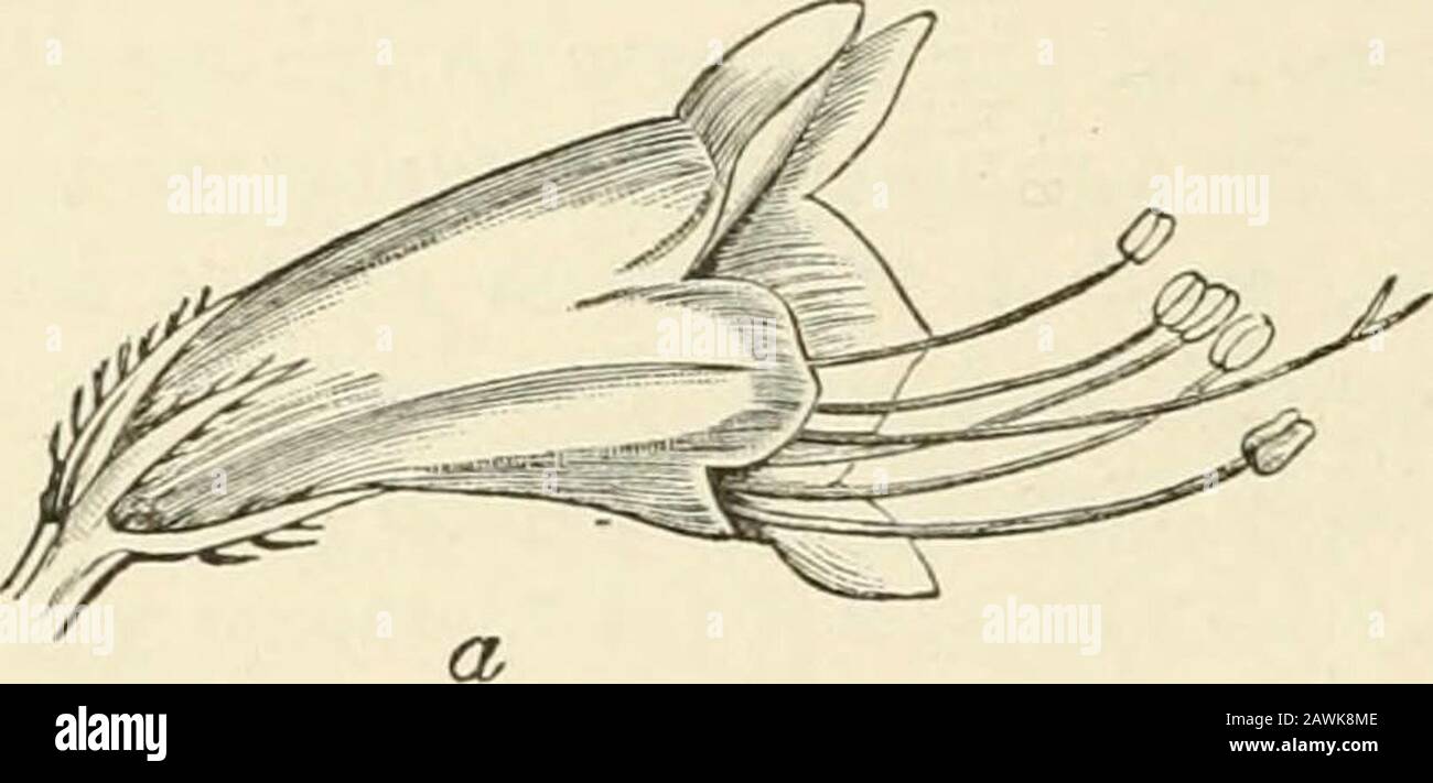 The origin of floral structures through insect and other agencies . ular to the filaments, corresponding to the weight ofthe insect; while the third and upward force is that exertedby the filaments to counteract the resultant of the two former.* The origin of the adhesion between the stamens and theouter whorls is revealed by anatomical investigations; forthe rule is, as described in the case of Prunus, that the fibro-vaseular cords of the stamens arise by division from those ofthe outer whorls whenever they are superposed to them. In other words, when adhesions are seen between thefloral whor Stock Photo