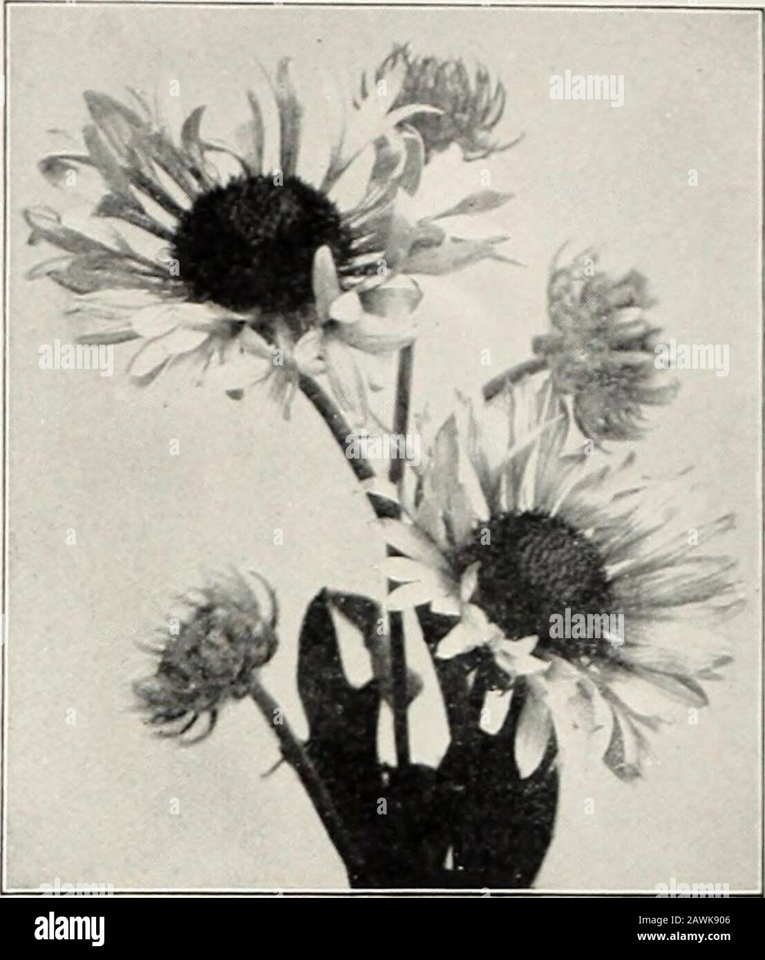 Rawson's bulb hand book / W.WRawson & Co. . Funkia undulata media variegata. Gaillardia grandiflora Hemerocallis flava (Day Lily). Bright yellow flowersduring May and June. 2ft. 15c. each. Si.50 per doz. HEUCHERA sanguinea. Small, scarlet flowers inlarge, graceful panicles. One of the best of thescarlet perennials. 18 inches. June to October. 20cts. each, $2 per doz.Brizoides. .-X most charming variety with handsomefoliage and red flowers. iRemains in flower fromspring to September. Superb for cutting. 25 cts.each, $2.50 per doz. HIBISCUS, Crimson Eye. Large showy white flow-ers, u itli a crim Stock Photo