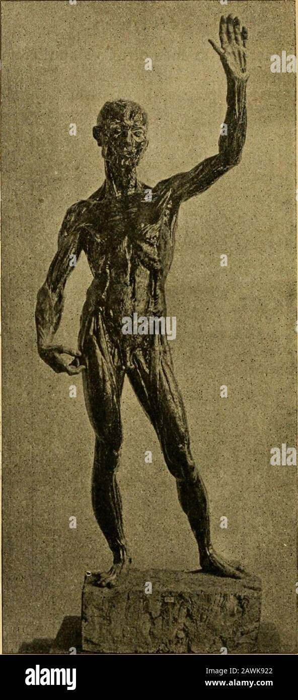 Histoire de l'anatomie plastique : les maitres, les livres et les écorchés . Fie. 4,3. LE DROMADAIRE. (Juan de .rphe. Varia commensuracion para la escuUura y arquiiectura,) Dans le troisième livre, il parle des animaux et,dans un texte accompagné de figures dun aspect. FXG, ^^. ÉCORCHÉ DE CIGOLI (cIRE). (Musée national de,Florence.) Daprès un cliché de Brogi, de Florence, exécuté pour le laboratoire danatoniie de lÉcole nationale des Beaux-Arts. Stock Photo