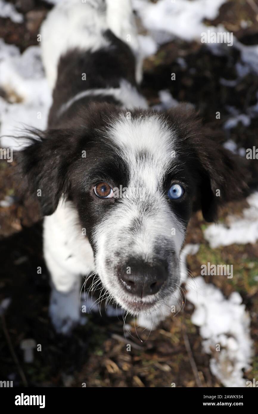 Dog with heterochromia, different colored eyes on sunlight. Stock Photo