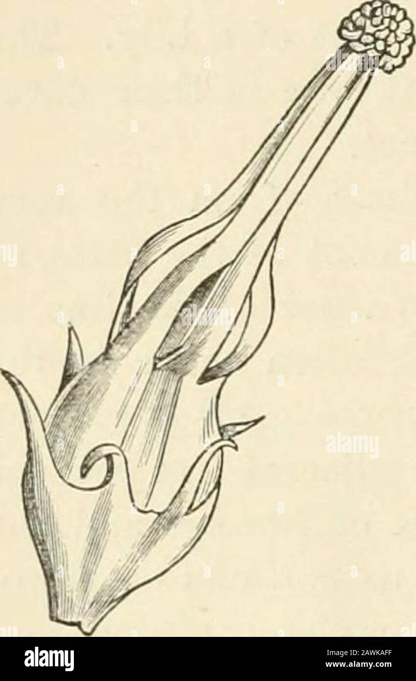 The origin of floral structures through insect and other agencies . ntact bytheir edges, the veins ramify and anastomose all over thegeneral space between the two adjacent dorsal ribs, com-pletely obliterating all trace of the line of union betweenthem. In the case of the Primrose, however, the calyx hasthe exact appearance of five pinnately nerved leaves beingunited by their thin and impoverished edges, where there isnothing but translucent tissue without any cords at all. It is important to observe this more or less completemodification of the fibro-vascular system under congenitalcohesion, Stock Photo