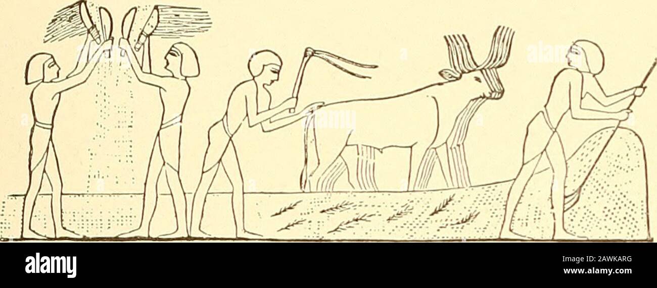 Hebrew life and times . EGYPTIAN PLOWING (Similar to Hebrew Method