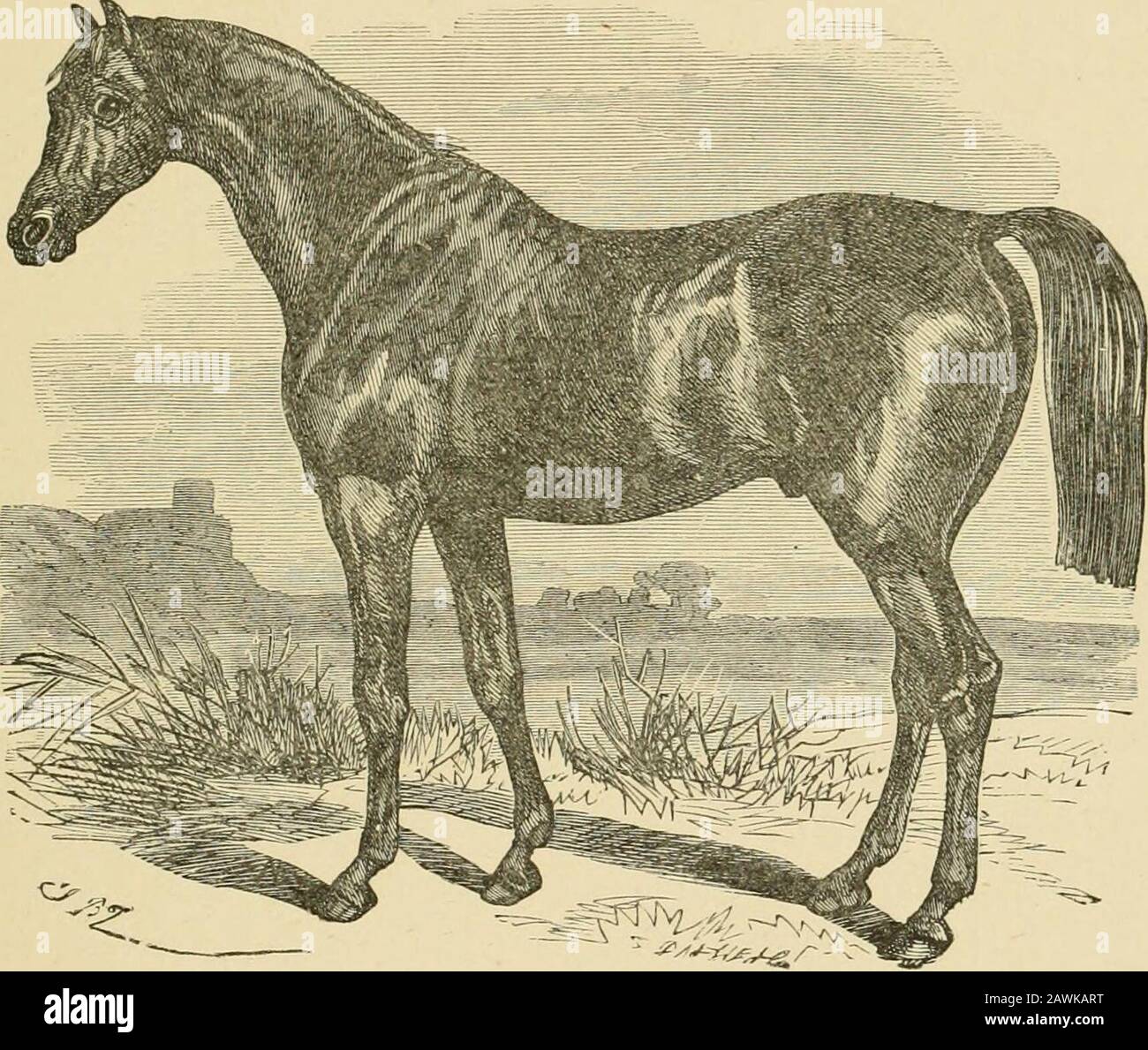 The horse in the stable and the field : his varieties, management in ...