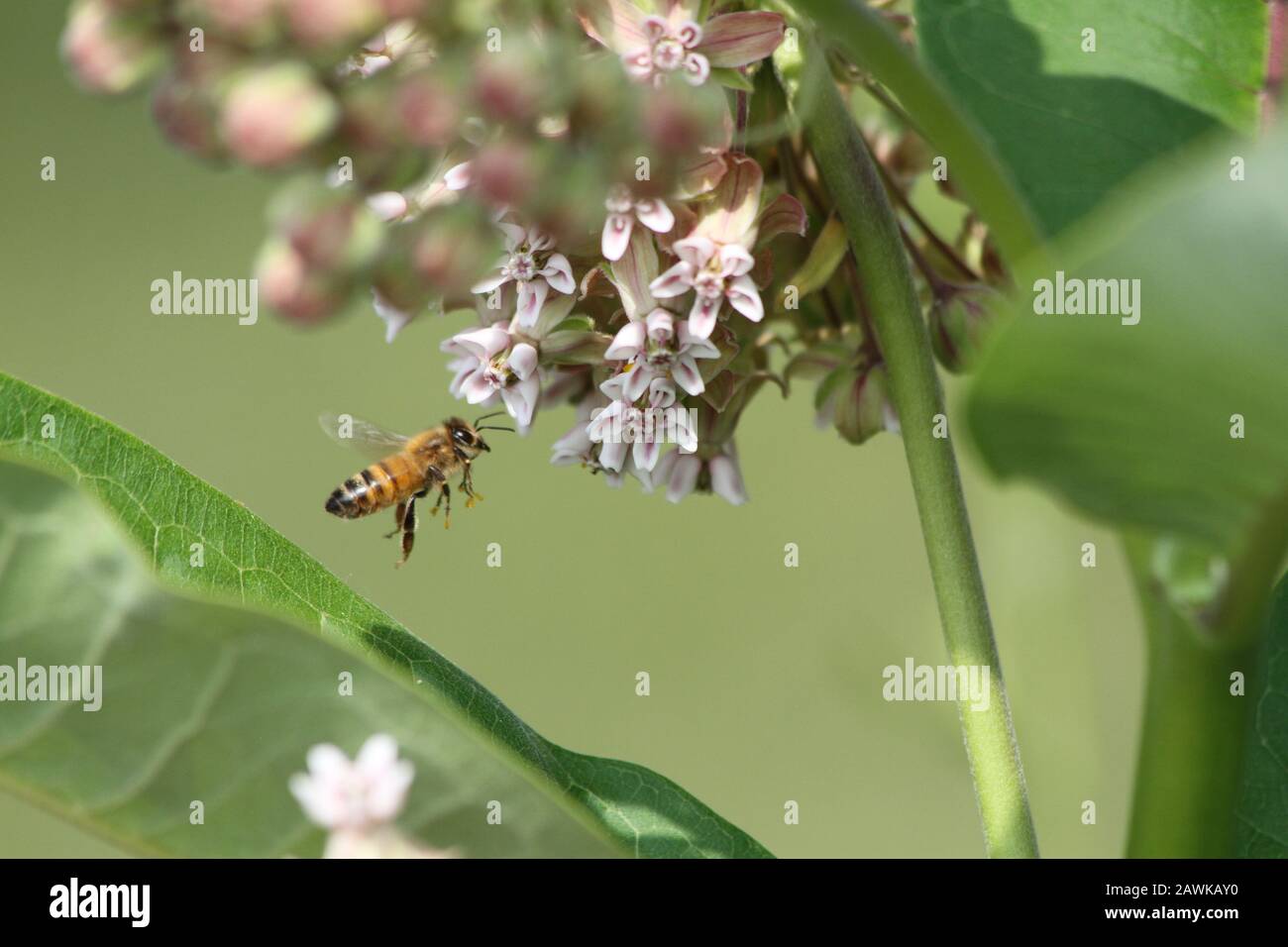 Honey Bee Pollinating Milk Weed Flowers Stock Photo Alamy