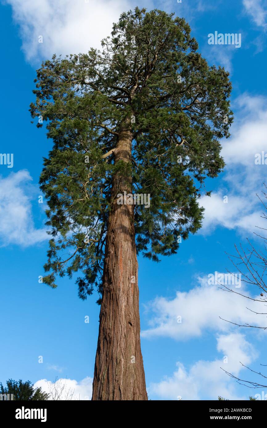 Wellingtonia tree, also called Giant Redwood, Giant Sequoia, Sequoia wellingtonia (Sequoiadendron giganteum), UK Stock Photo