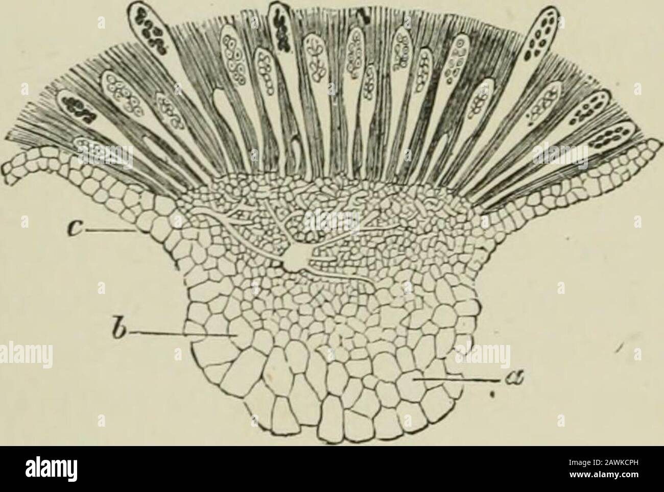 Introduction to the study of fungi : their organography, classification, and distribution for the use of collectors . stage is concerned,the Myxomycetes resemble the Gastromycetes; they are some-times stipitate, possess a distinct peridium, in which the sporesare enclosed until maturity, and the latter are mostly coloured,globose, sometimes rough, mixed with the threads of acapillitium. On the other hand, the early or vegetative stageis so different, that the ancient notion of their affinity mustbe abandoned, although they are entitled to mention in thisplace as Fungi which produce their fruct Stock Photo