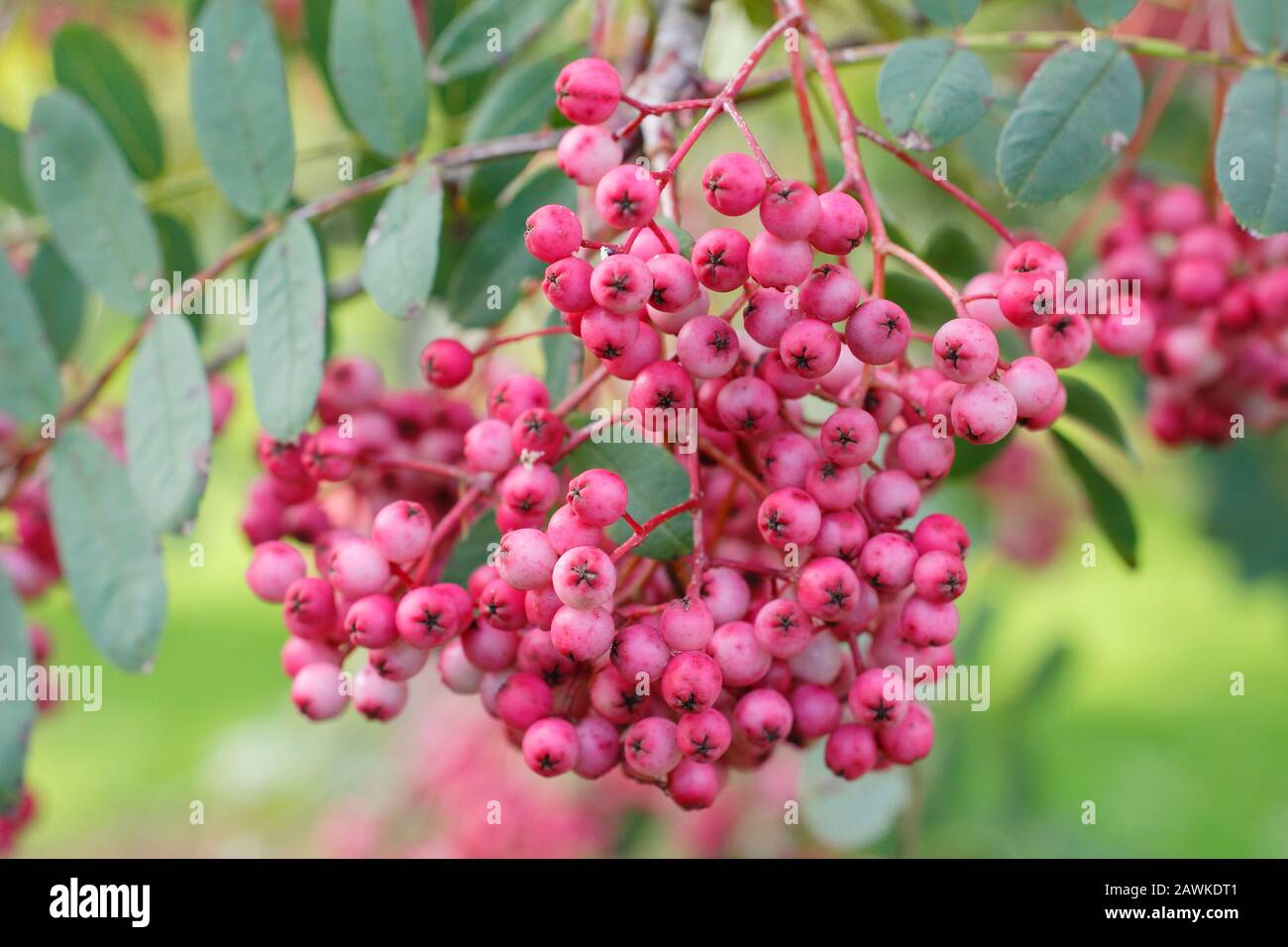 Sorbus pseudohupehensis 'Pink Pagoda' rowan displaying pink berries in autumn. UK Stock Photo