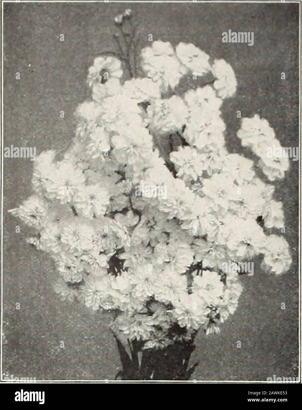 Rawson's bulb hand book / W.WRawson & Co. . PyreituumB (see page 46) Le Feu de Monde. A deep rich scarlet; very fineLeonardo da Vinci. A pure white, with large rosyred eye. Le Pole Nord. White, with crimson eye. One of thebest tall late-blooming varieties. Le Soleil. A beautiful soft rose, shaded pink. Con-tinuous bloomer during July, August and September. Mad. Meuret. Flame-color, changing to rich salmon.One of the best. Mad. Pape Carpentier. Immense white flowers ofbeautiful form. Pantheon. Deep salmon - rose. A very beautifulvariety. Richard Wallace. Tall-growing variety ; flowers wliite wi Stock Photo